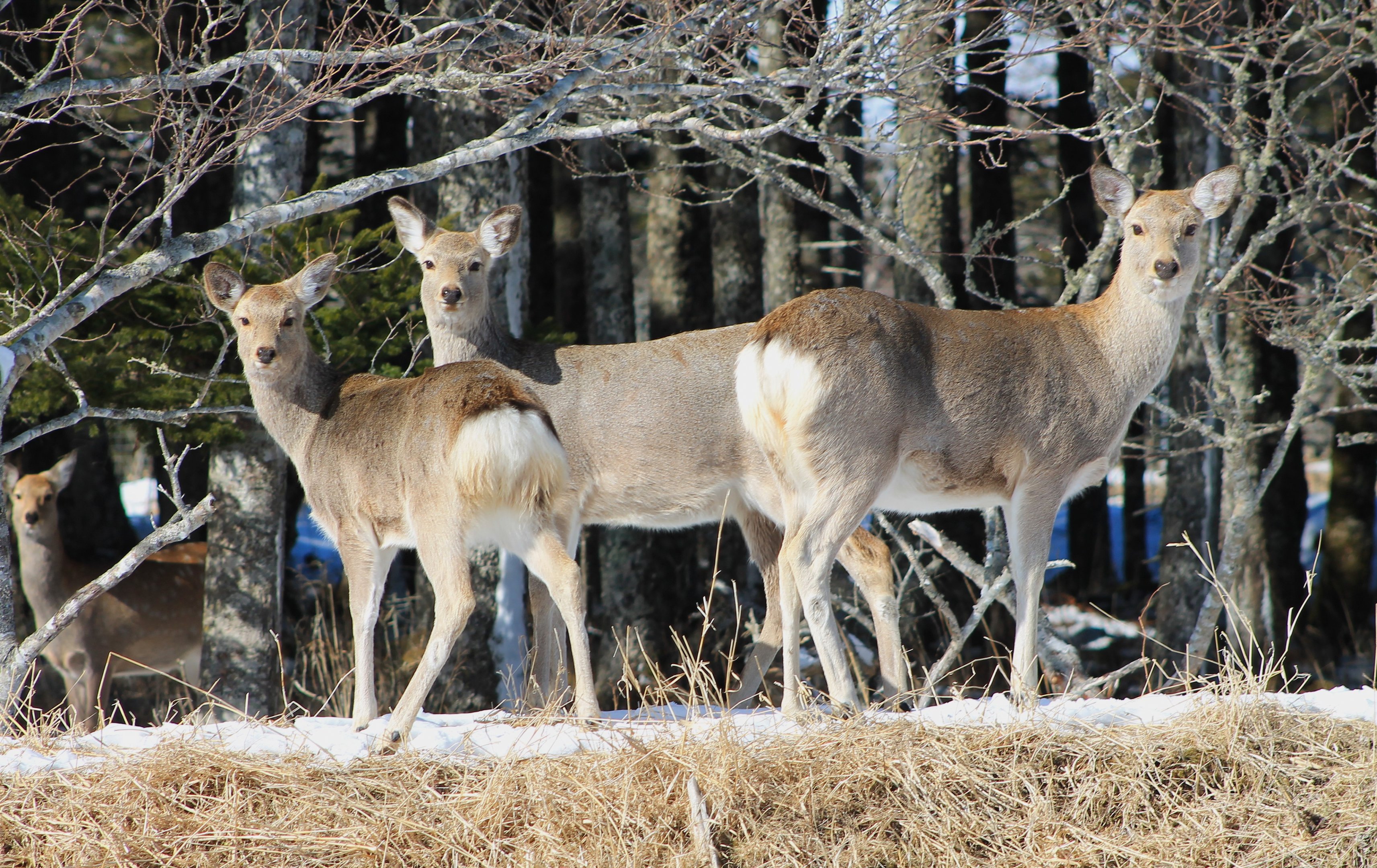 Hokkaido Sika Deer (Cervus nippon yesoensis)