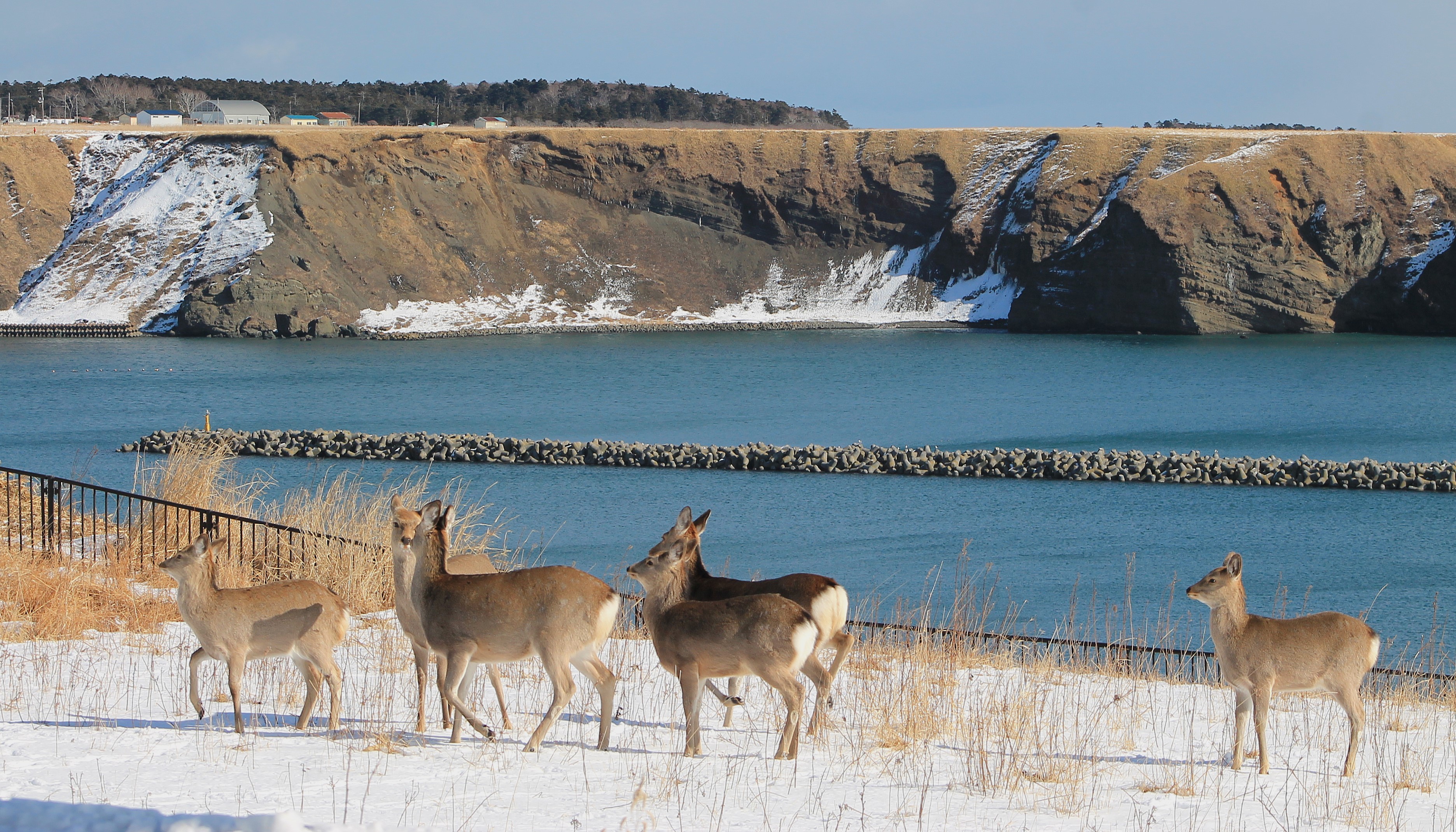 Hokkaido Sika Deer (Cervus nippon yesoensis)