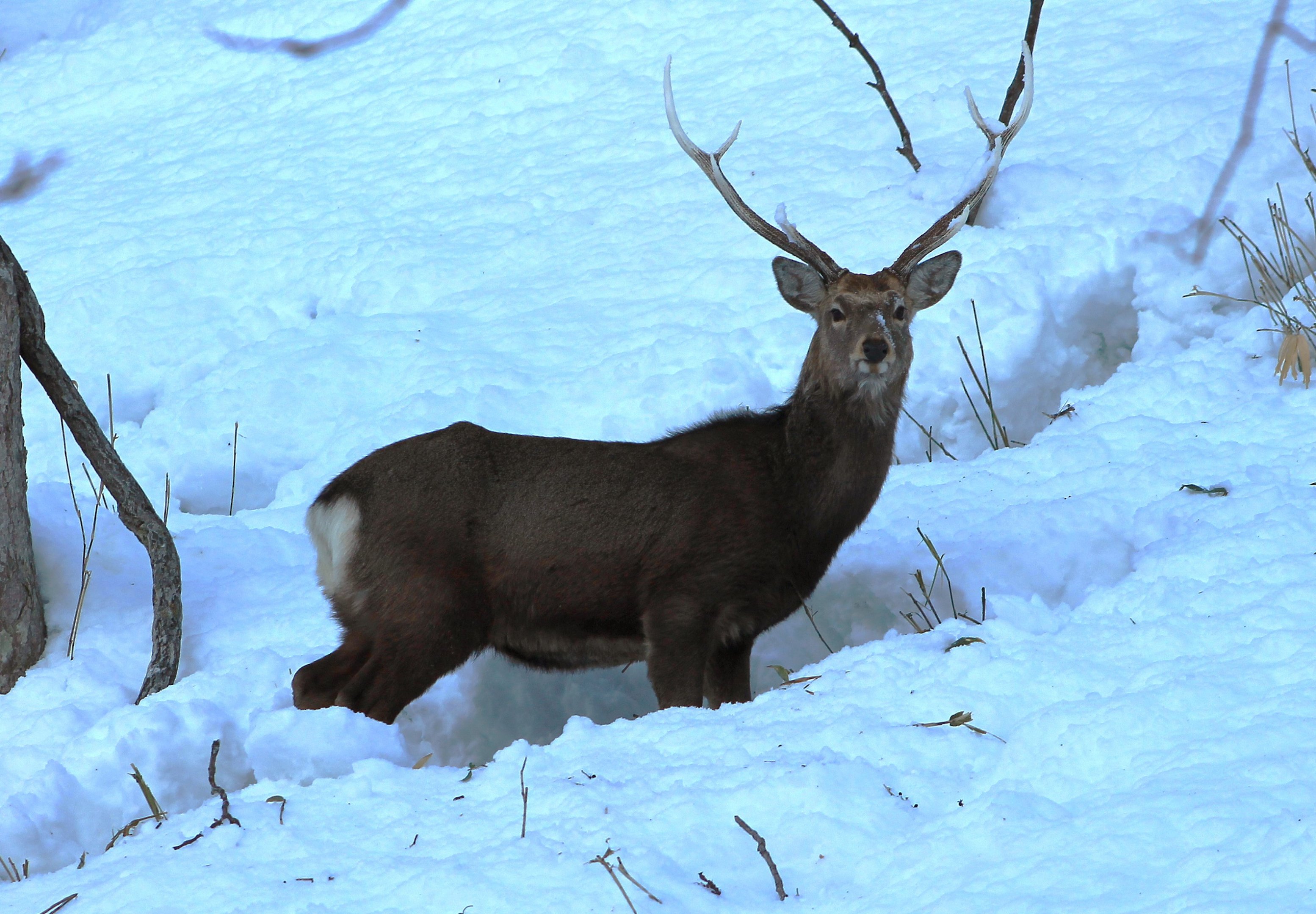 Hokkaido Sika Deer (Cervus nippon yesoensis)