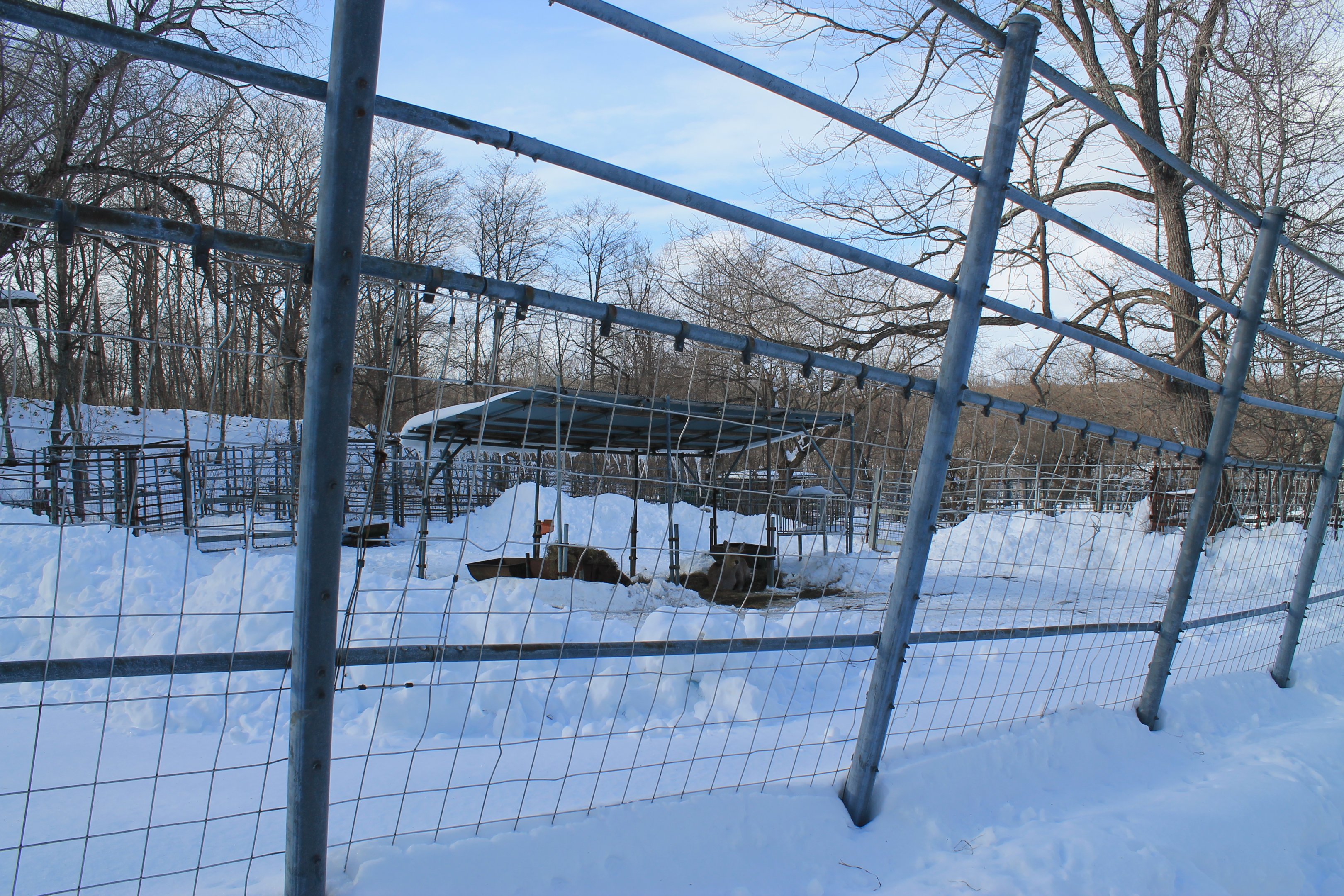 Hokkaido Sika Deer yard, Kushiro Zoo