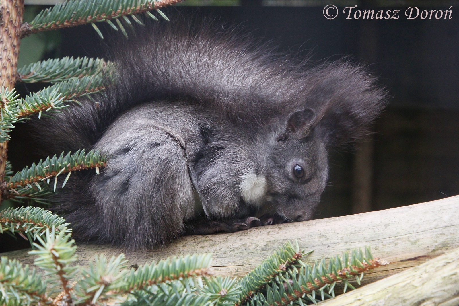 Hokkaido Squirrel (Sciurus vulgaris orientis), April 2017