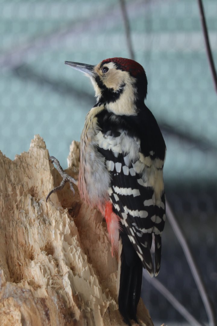 Hokkaido white-backed woodpecker( Dendrocopos leucotos subcirris )