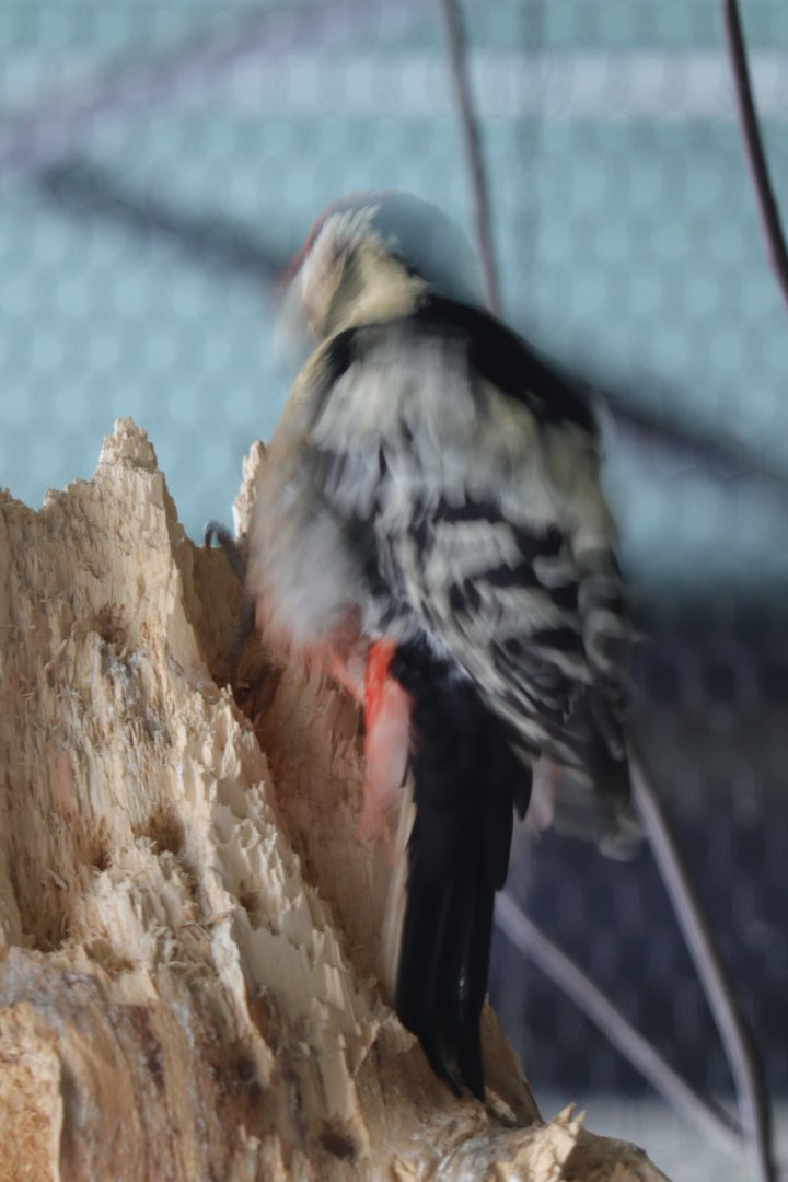 Hokkaido white-backed woodpecker( Dendrocopos leucotos subcirris )