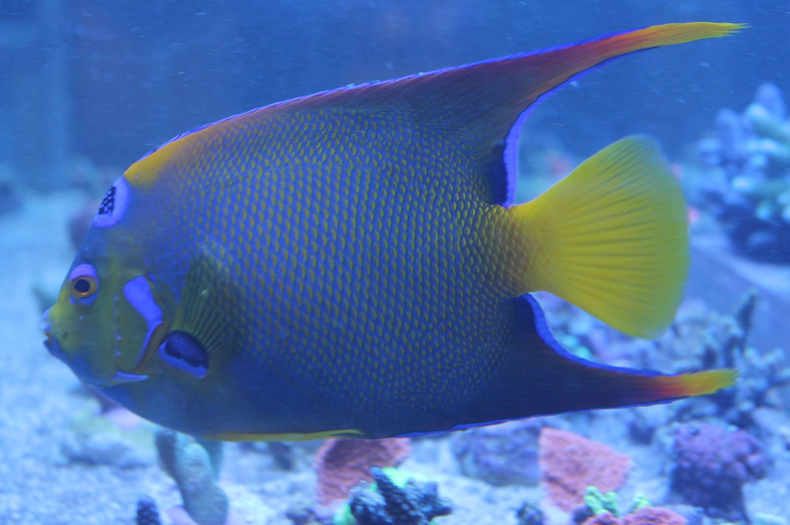 Holacanthus ciliaris