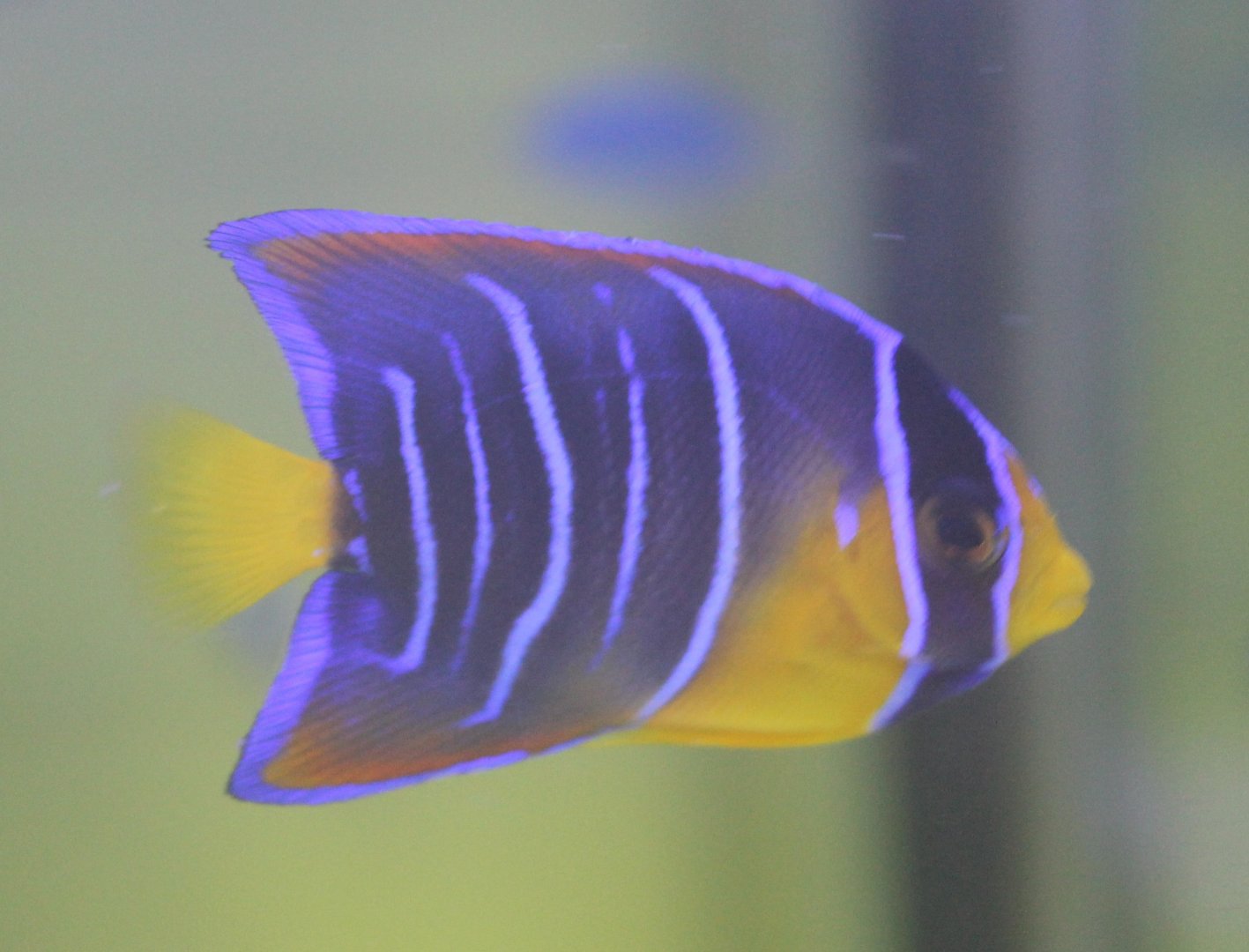 Holacanthus ciliaris