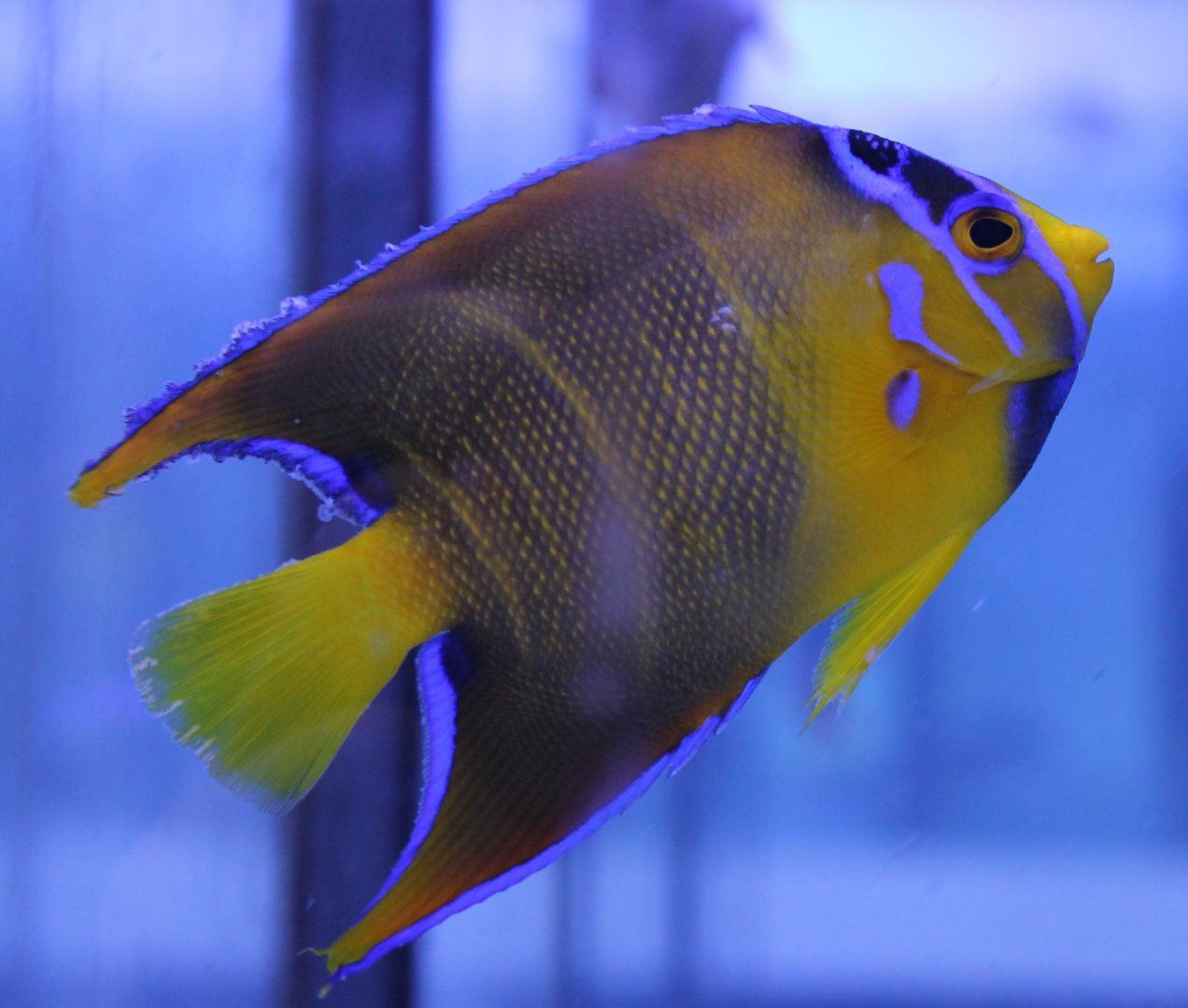 Holacanthus ciliaris