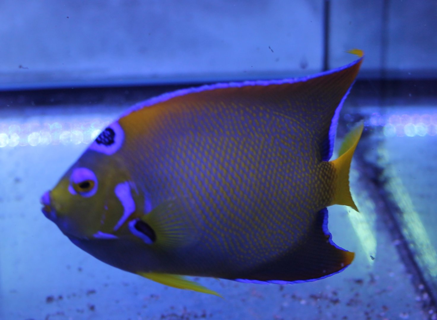 Holacanthus ciliaris