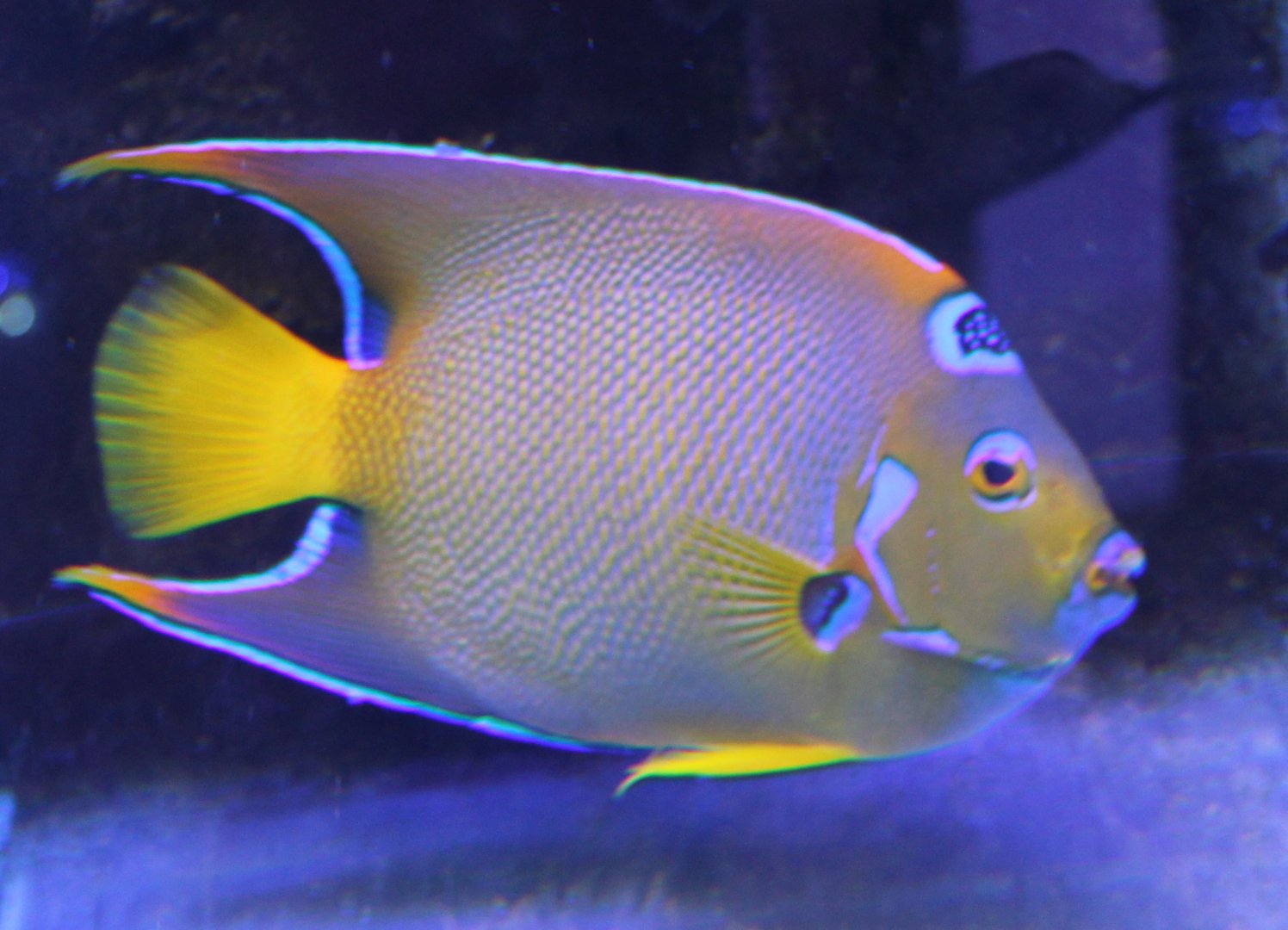 Holacanthus ciliaris