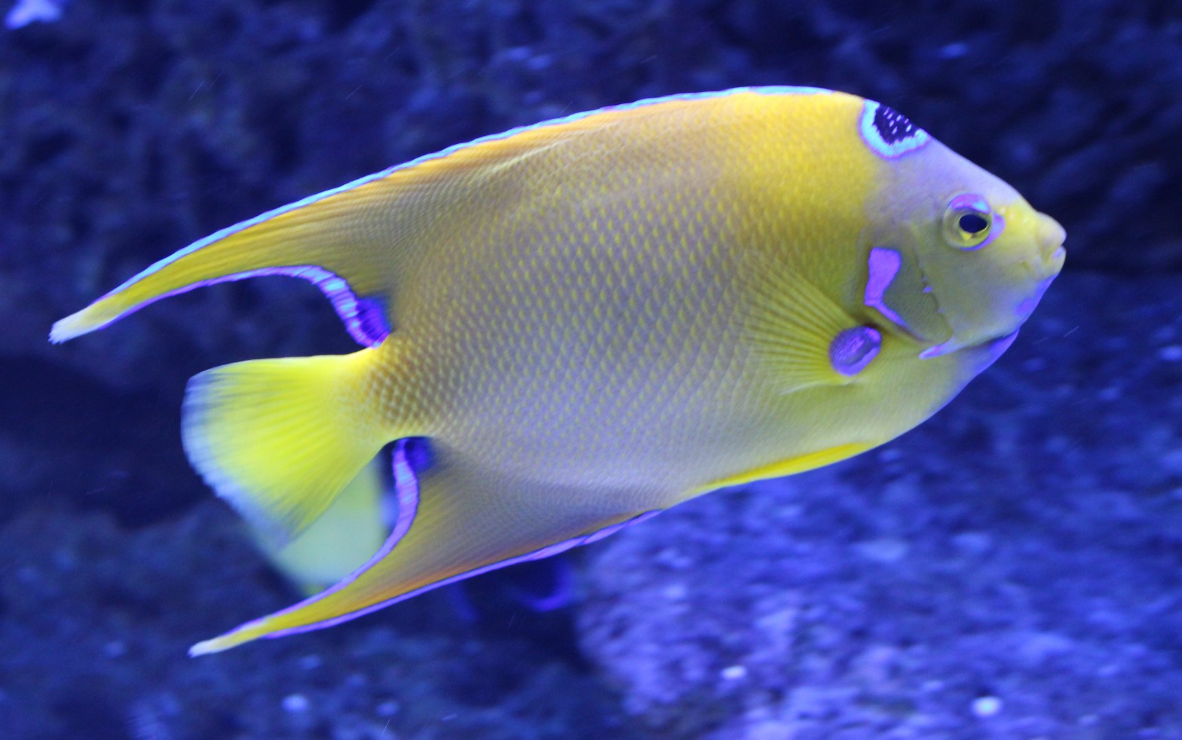 Holacanthus ciliaris