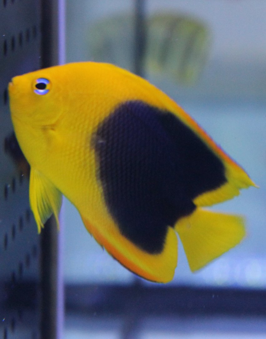 Holacanthus tricolor