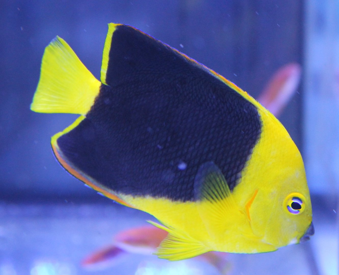 Holacanthus tricolor