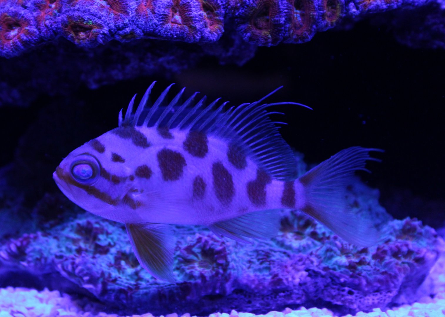 Holanthias borbonius