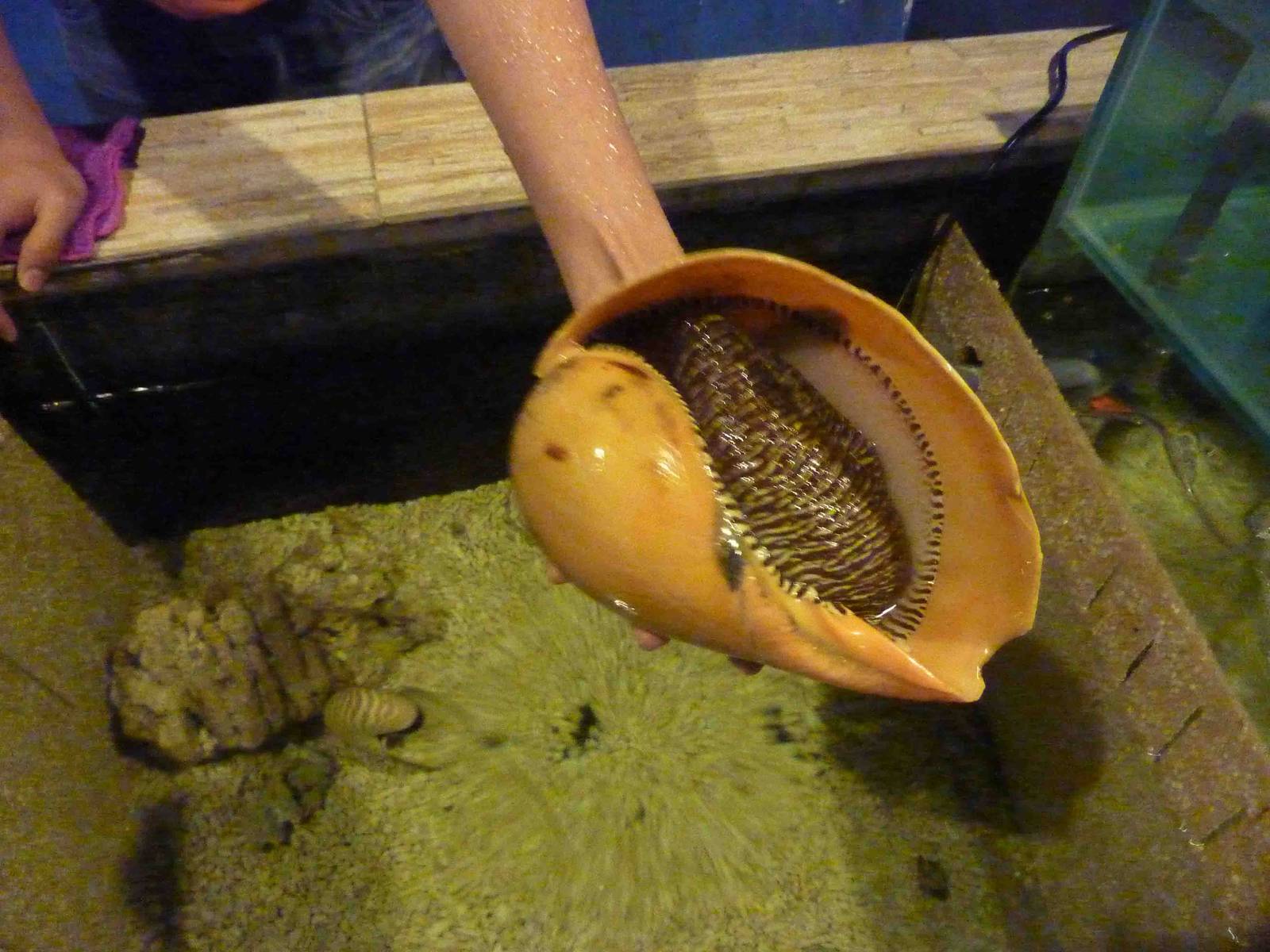 Hold a giant zebra snail, May 2013.