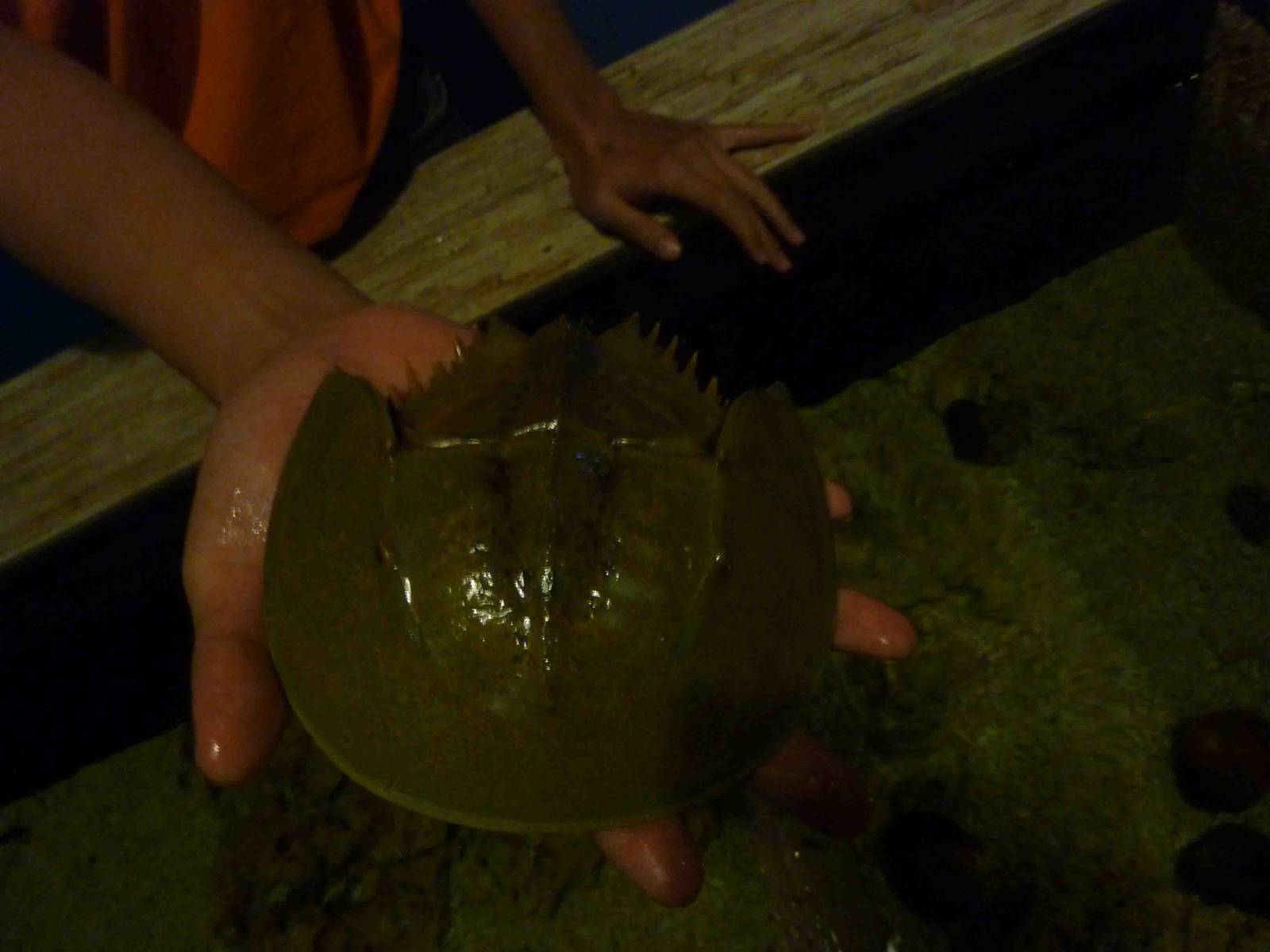 Hold a horseshoe crab, May 2013.