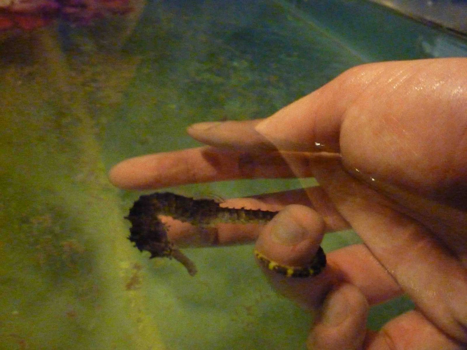 HOLD A SEAHORSE!!!!, May 2013.