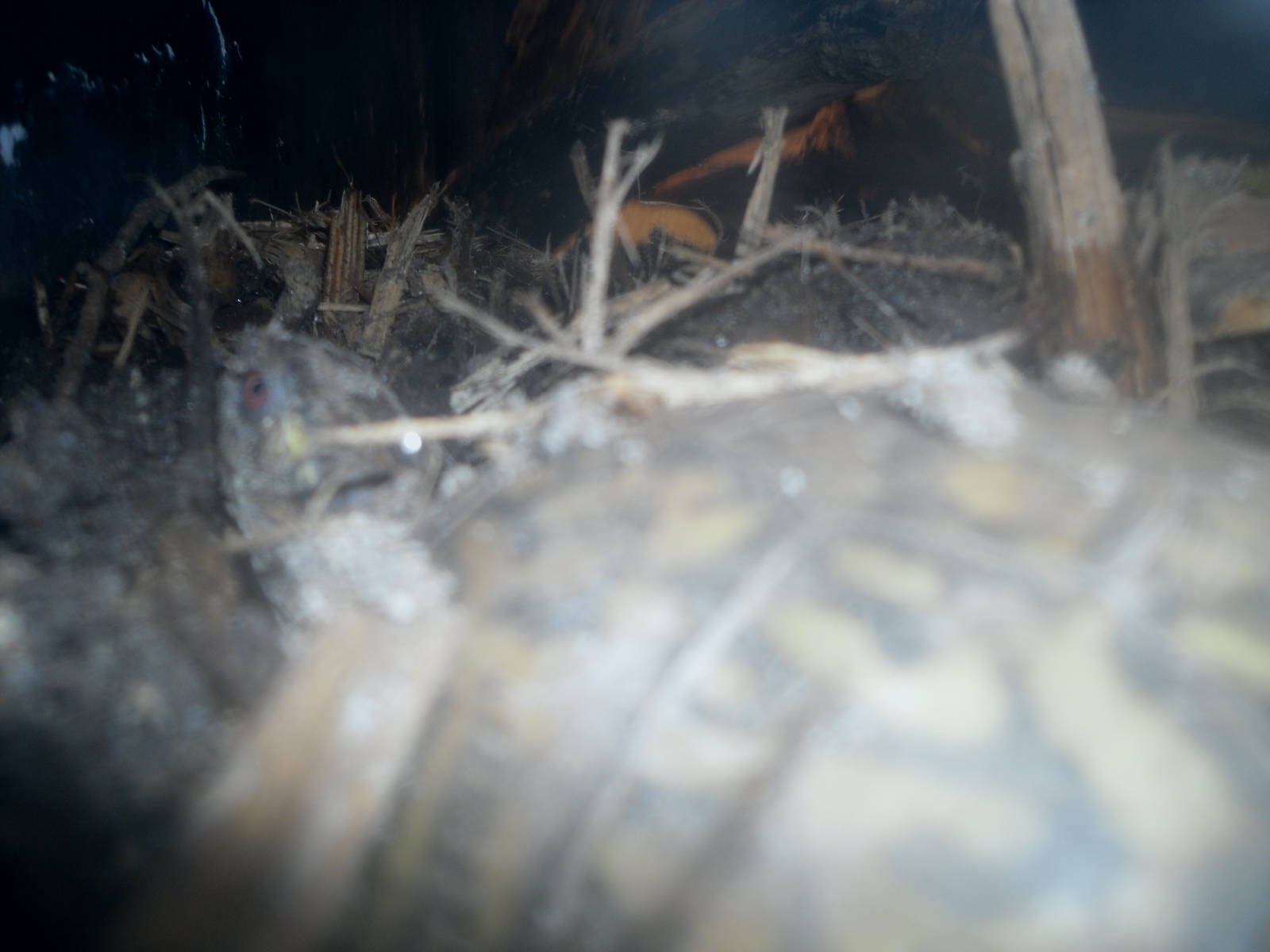 Holden Museum of Living Reptiles