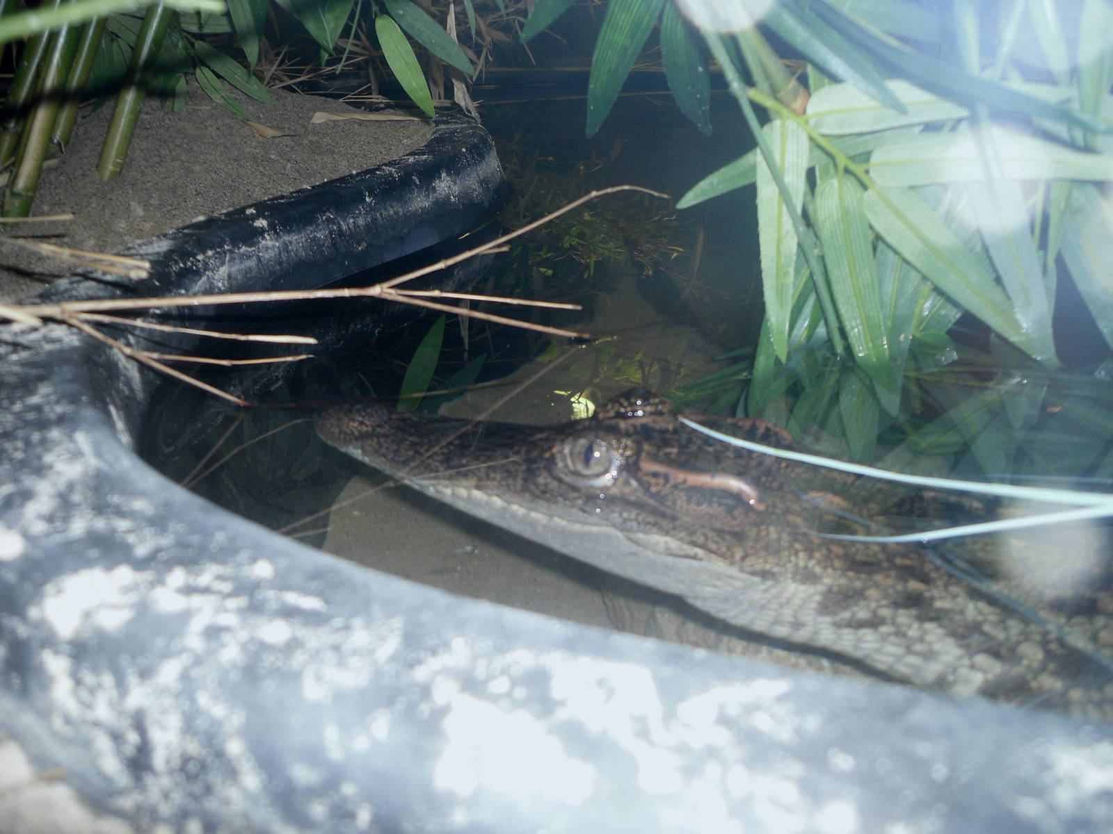 Holden Museum of Living Reptiles