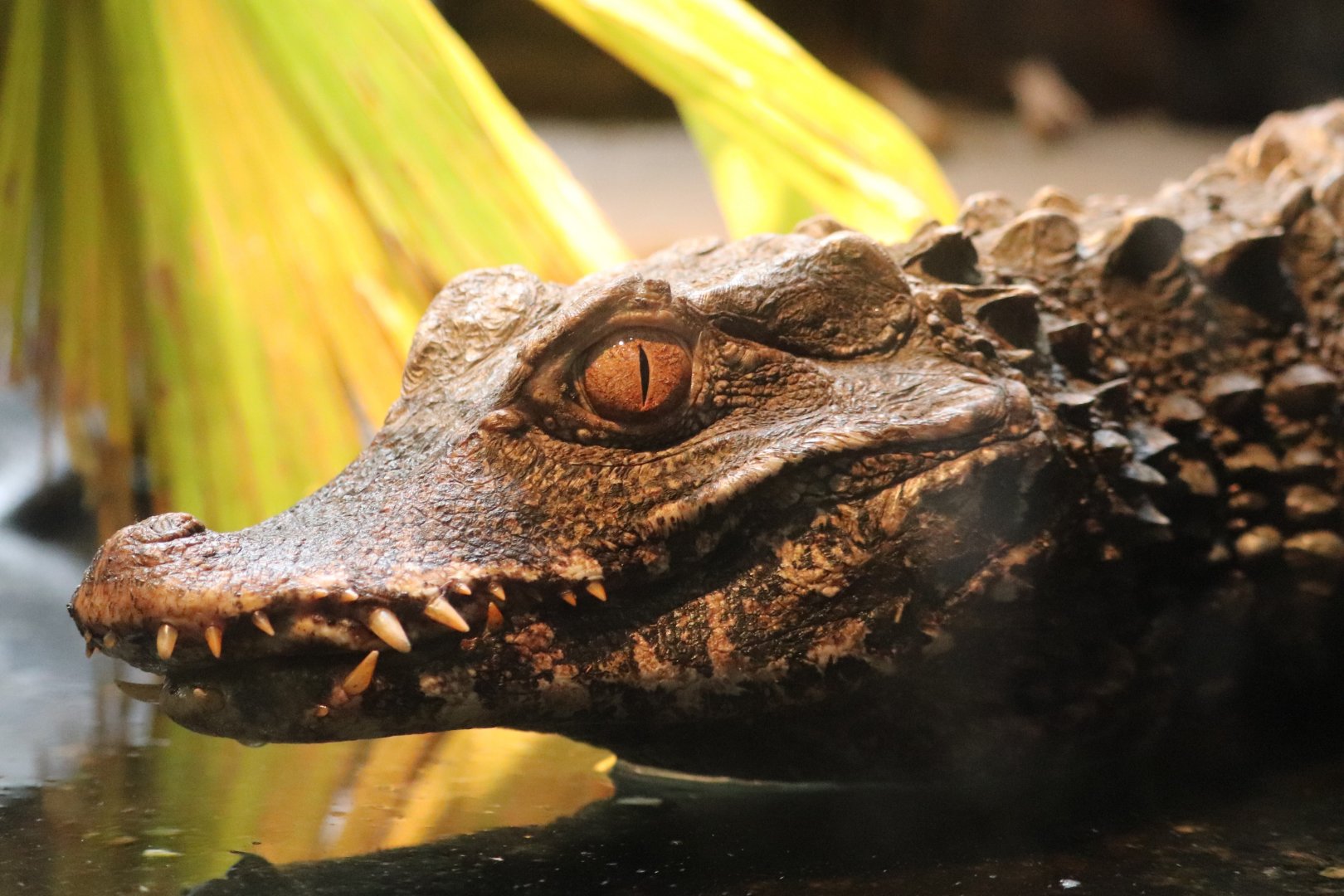 Holden Reptile Conservation Center - Dwarf Caiman