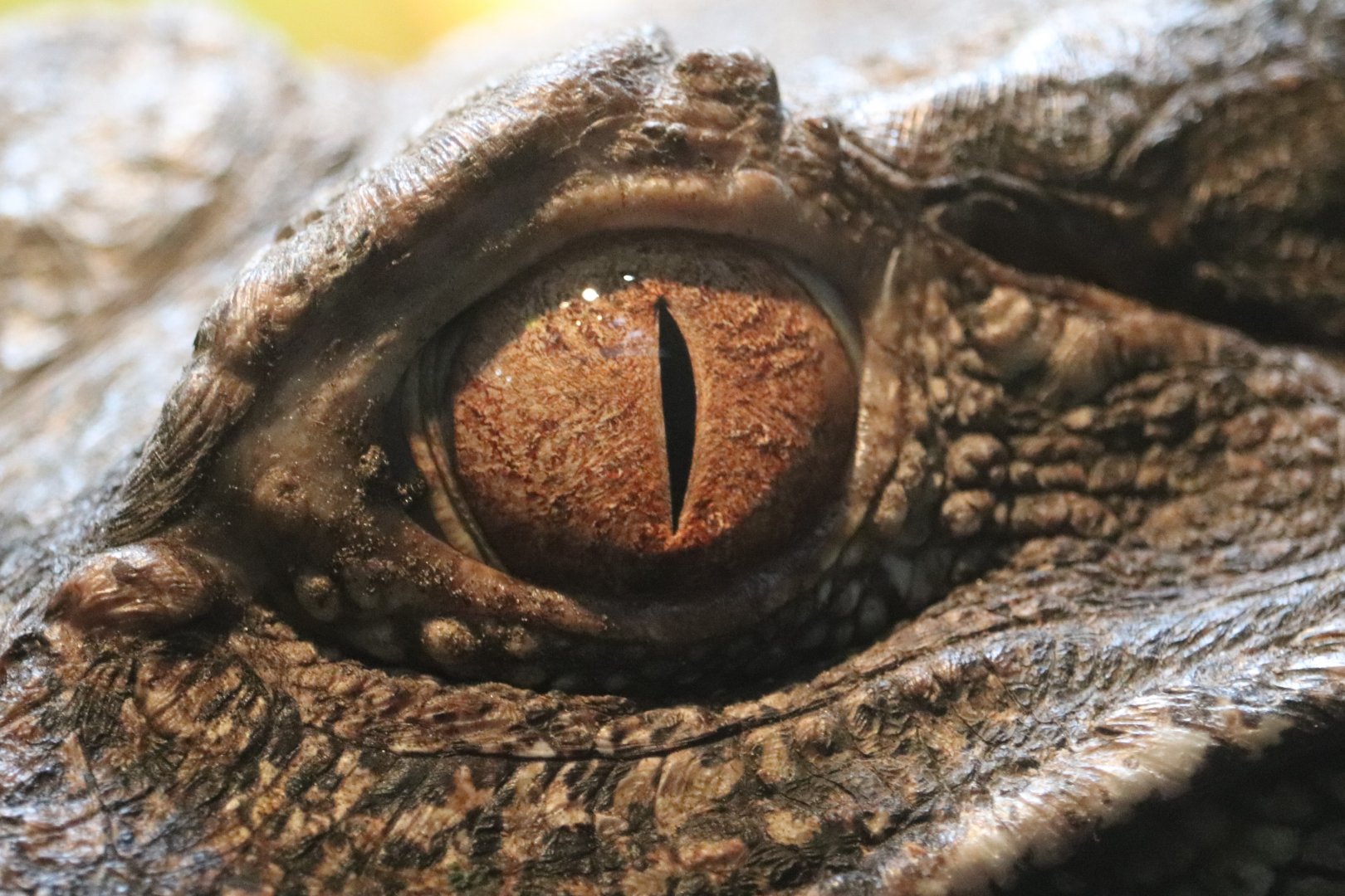 Holden Reptile Conservation Center - Dwarf Caiman