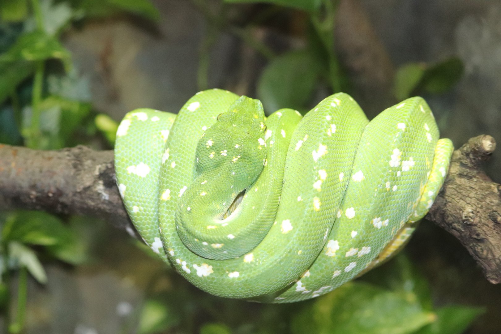 Holden Reptile Conservation Center - Green Tree Python