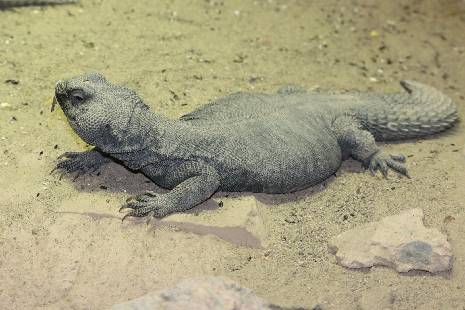 Holden Reptile Conservation Center - Mastigure Uromastyx