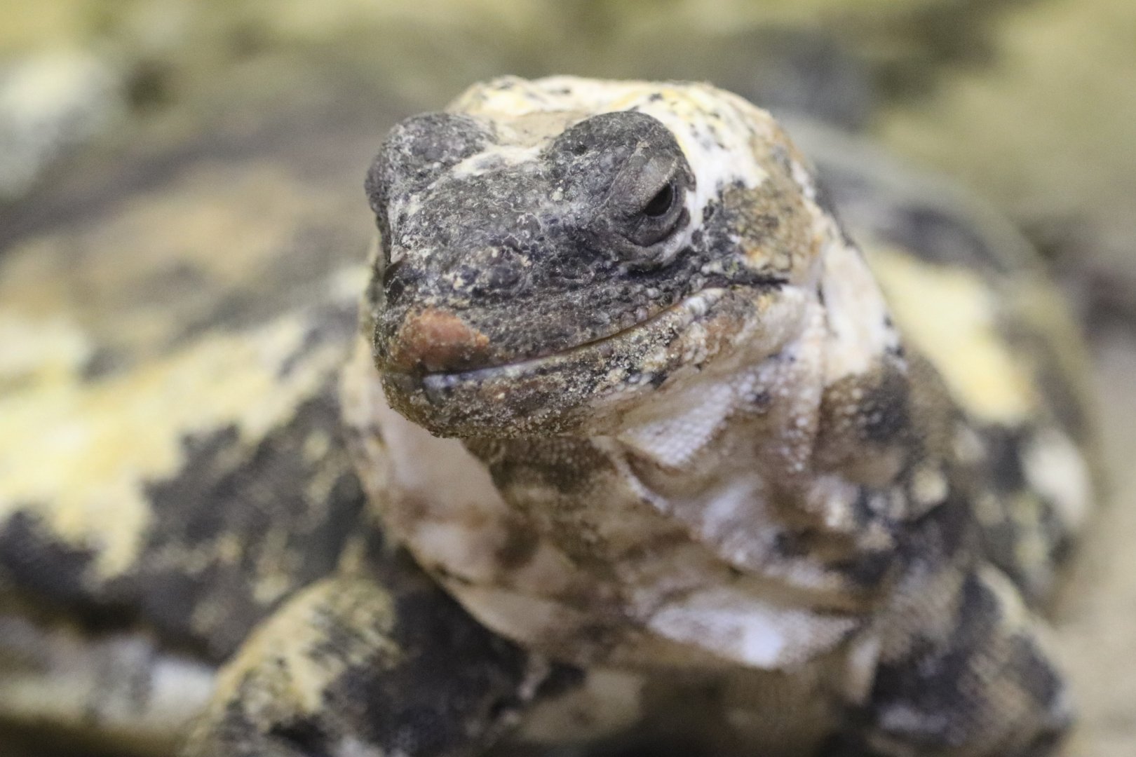 Holden Reptile Conservation Center - San Esteban Island Chuckwalla