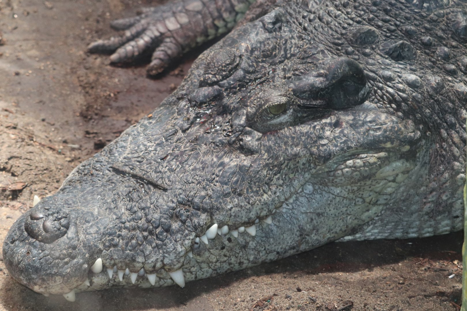 Holden Reptile Conservation Center - Siamese Crocodile