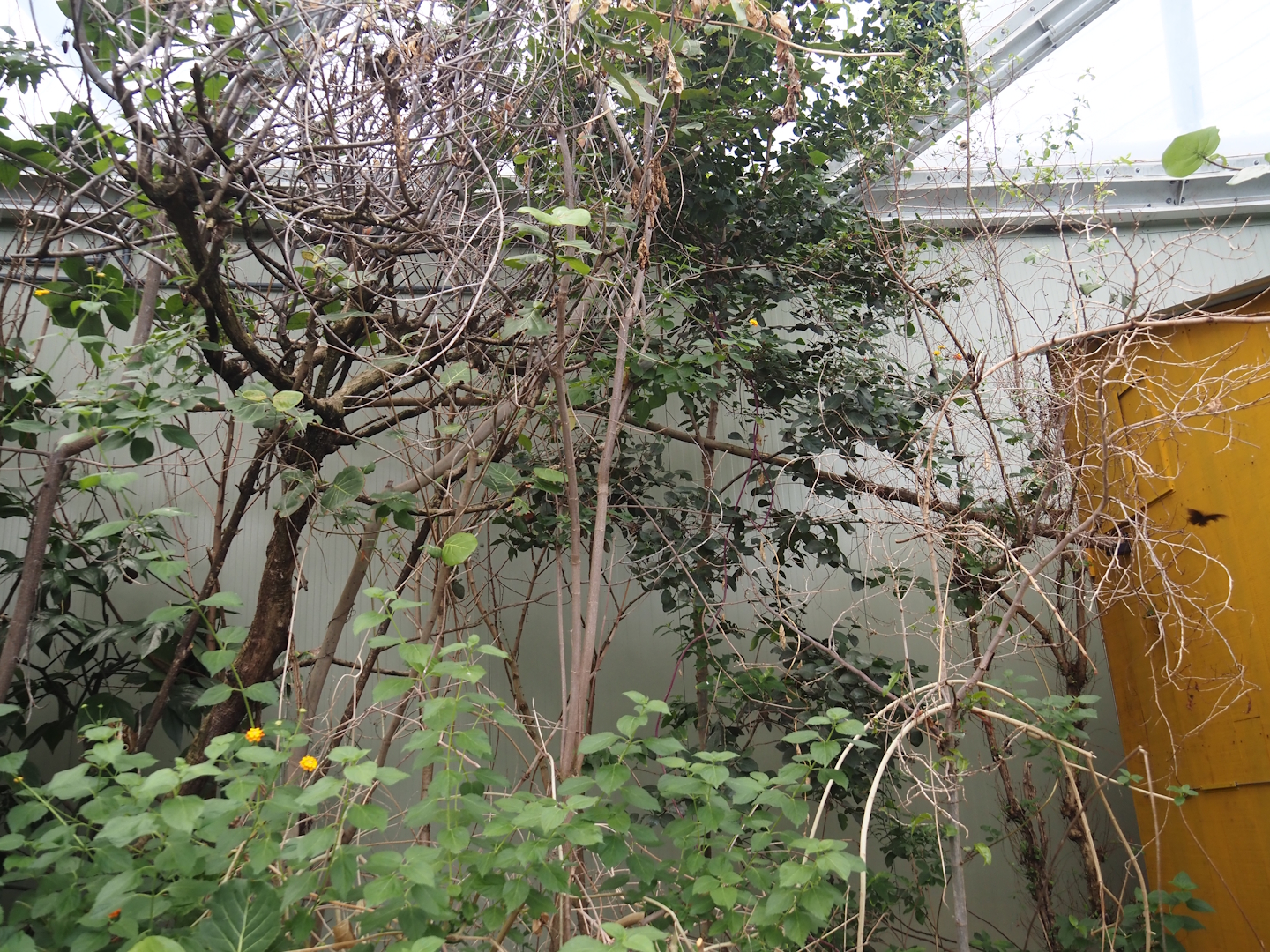 Holding area and climbing ropes and vines for red titis in the Mangrove, 2025-05-17