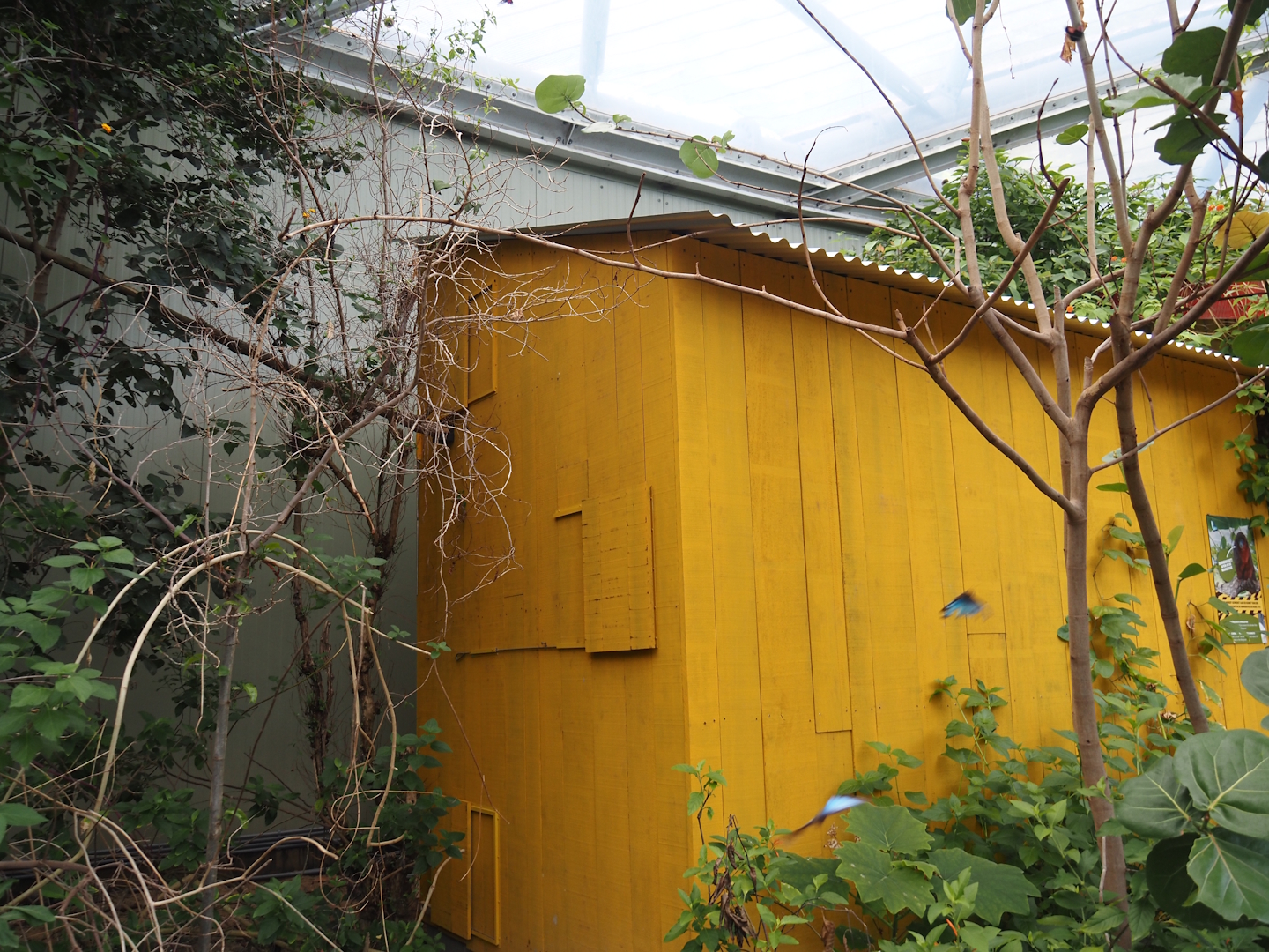 Holding area for red titis in the Mangrove, 2025-05-17
