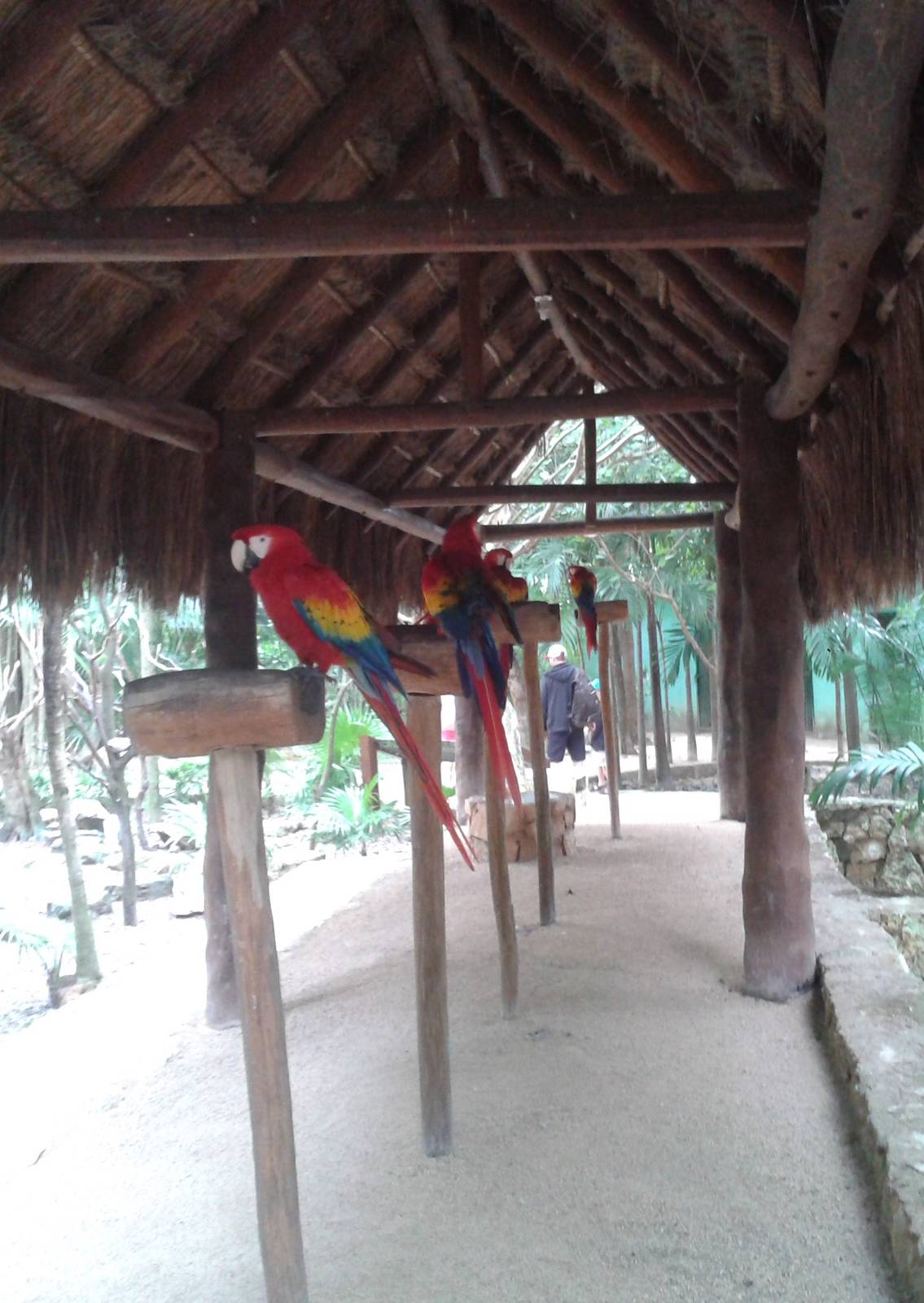 Holding area Scarlet macaws