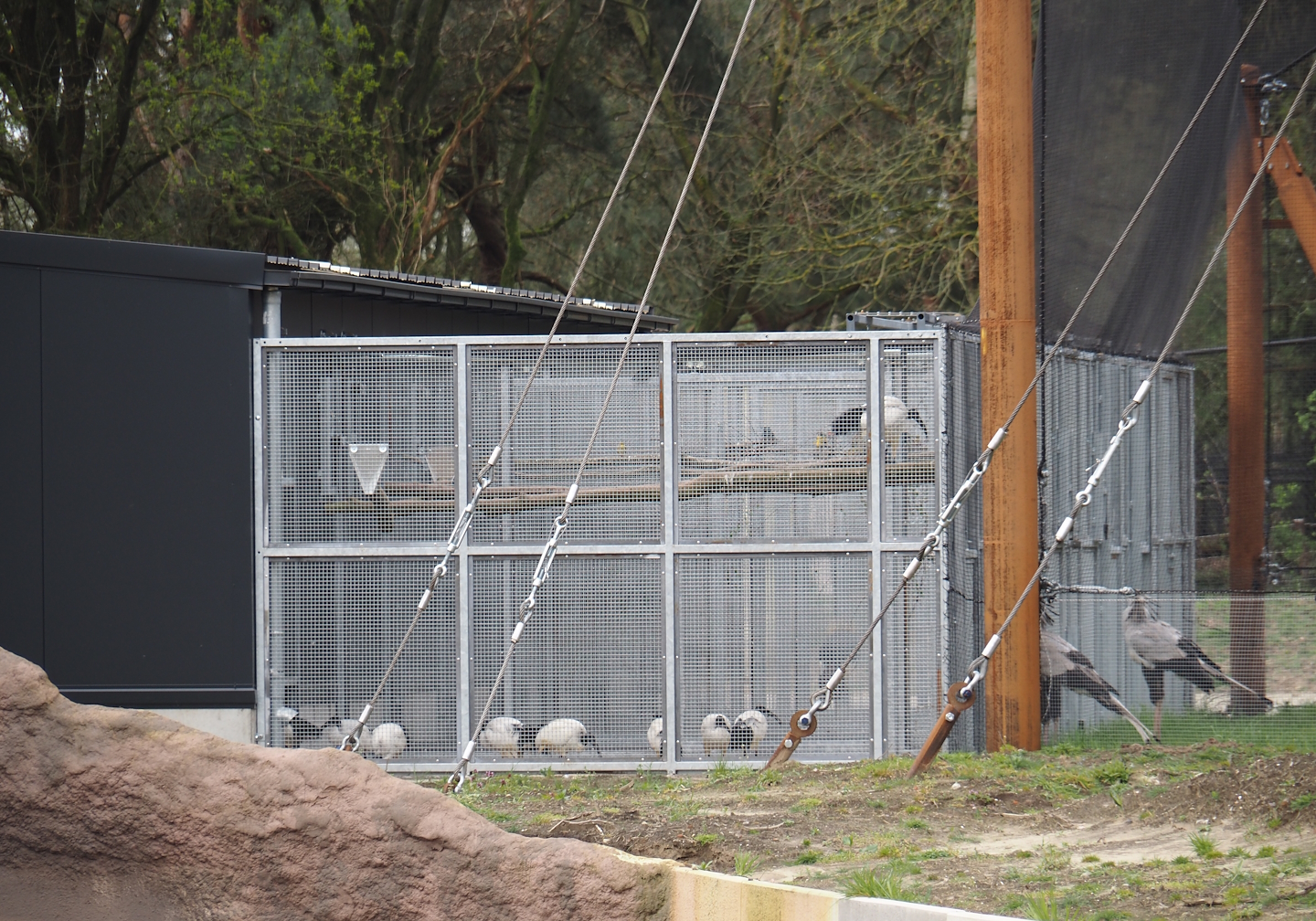 Holding aviaries for the Secretary bird and Rüppell's griffon vulture aviary, with African sacred ibises and Village weavers, 2024-04-06