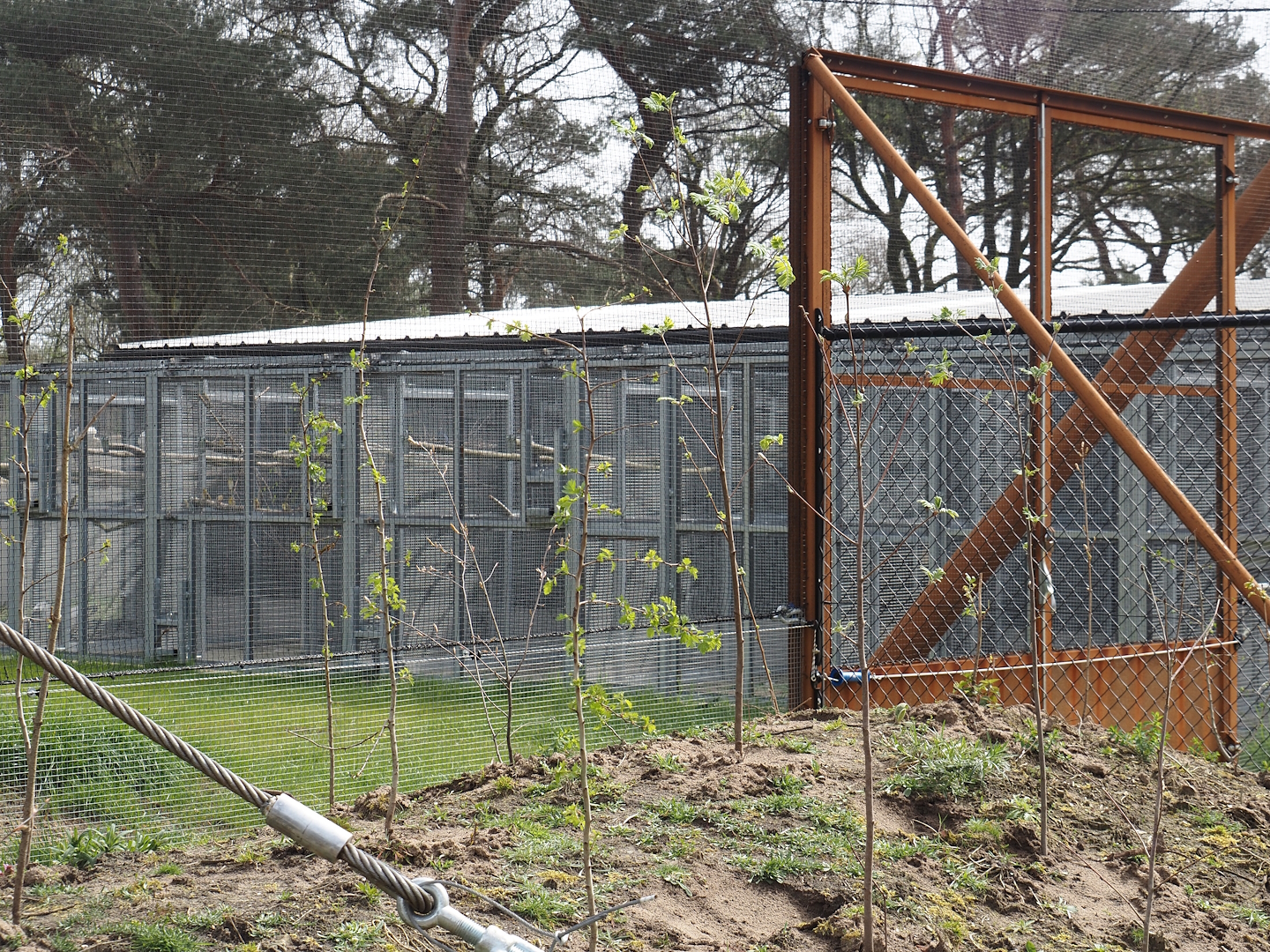 Holding aviaries for the Secretary bird and Rüppell's griffon vulture aviary, with African sacred ibises and Village weavers, 2024-04-06