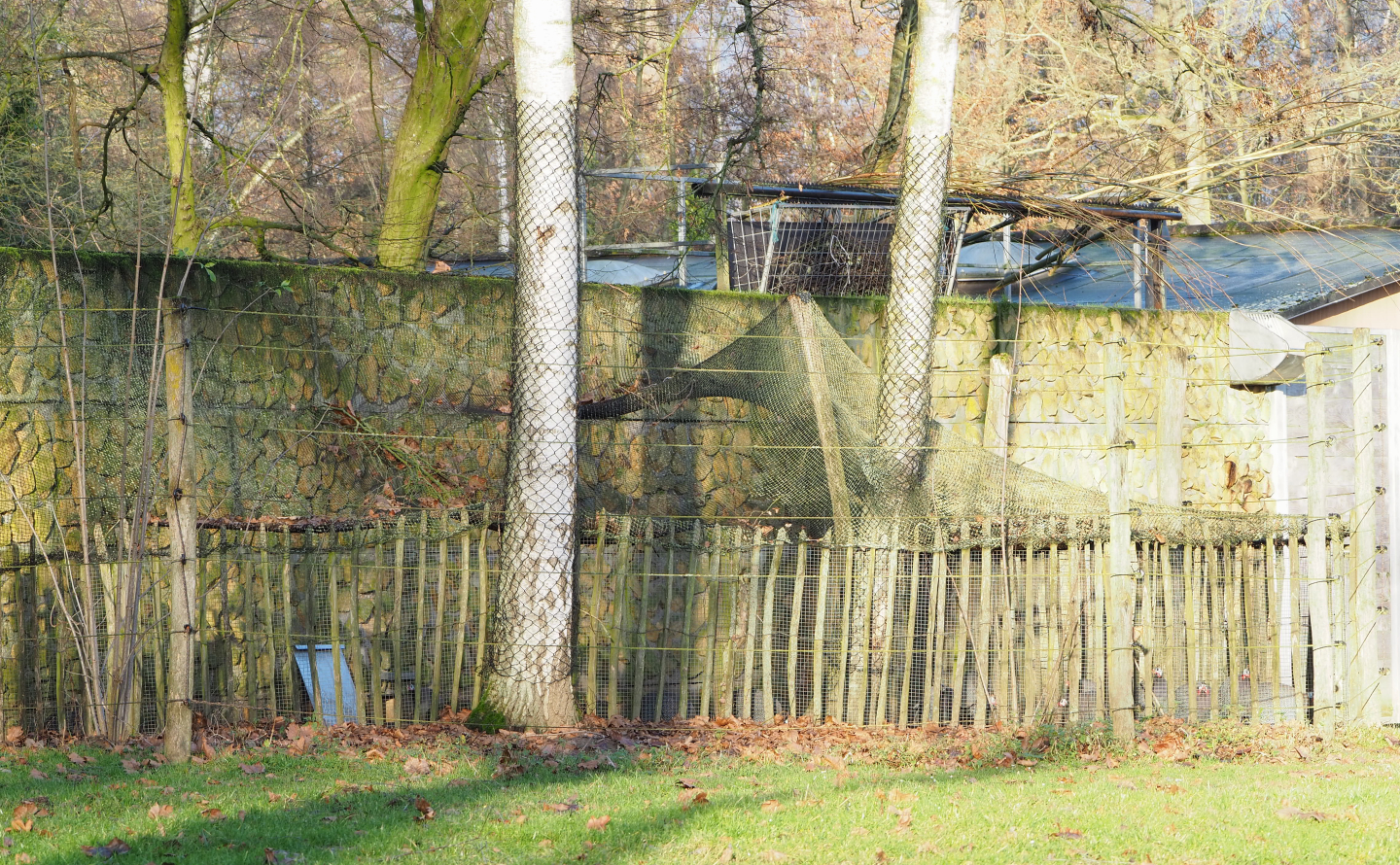 Holding aviary for Helmeted guineafowl, 2022-01-02