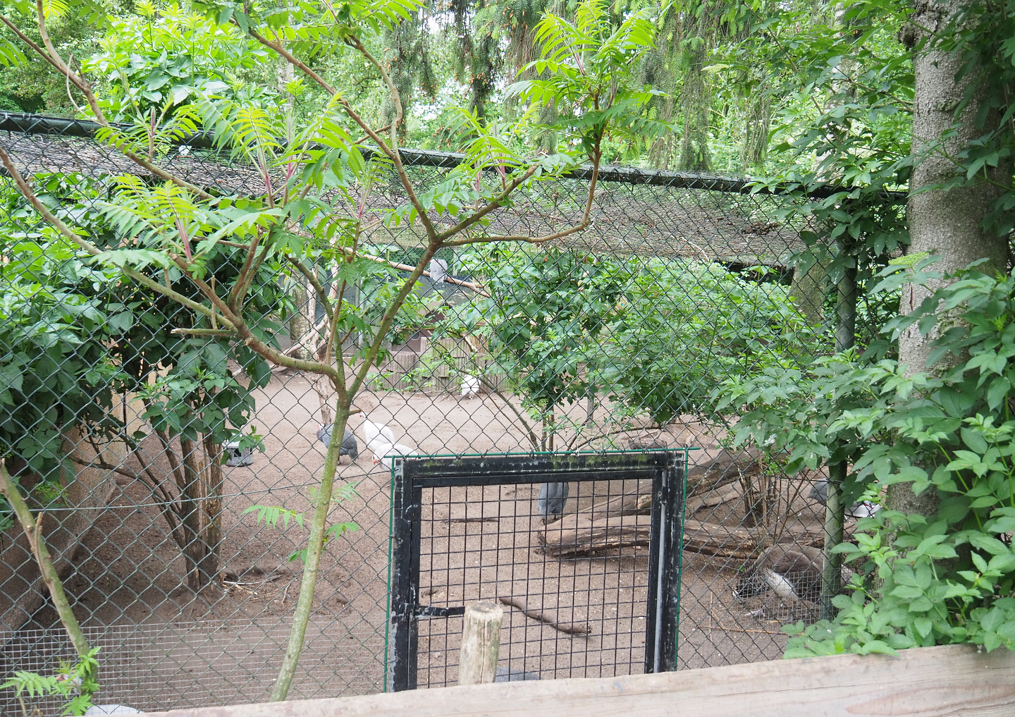Holding aviary for normally free-ranging helmeted guineafowl and blue peafowl, 2022-05-17