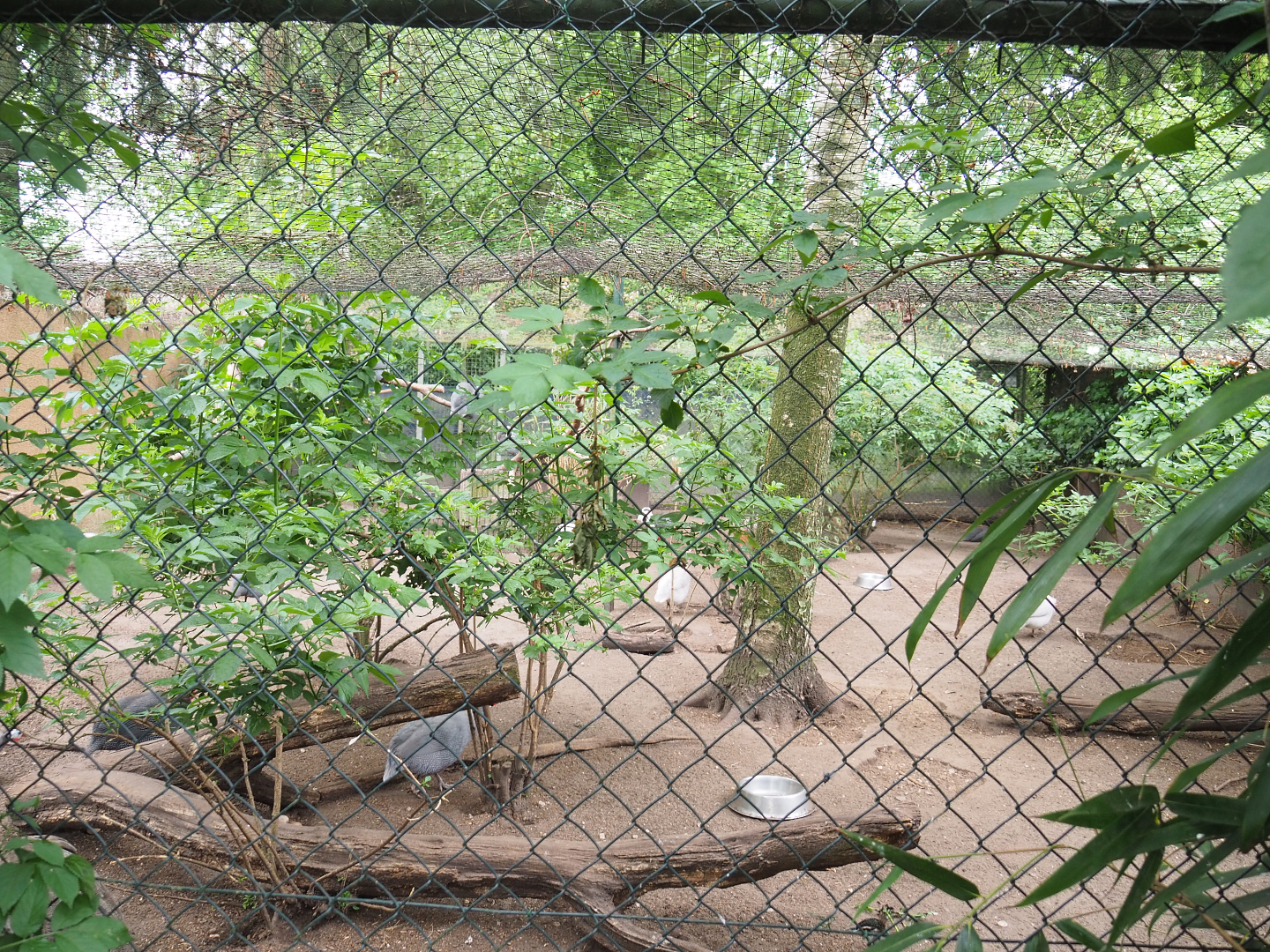 Holding aviary for normally free-ranging helmeted guineafowl and blue peafowl, 2022-05-17