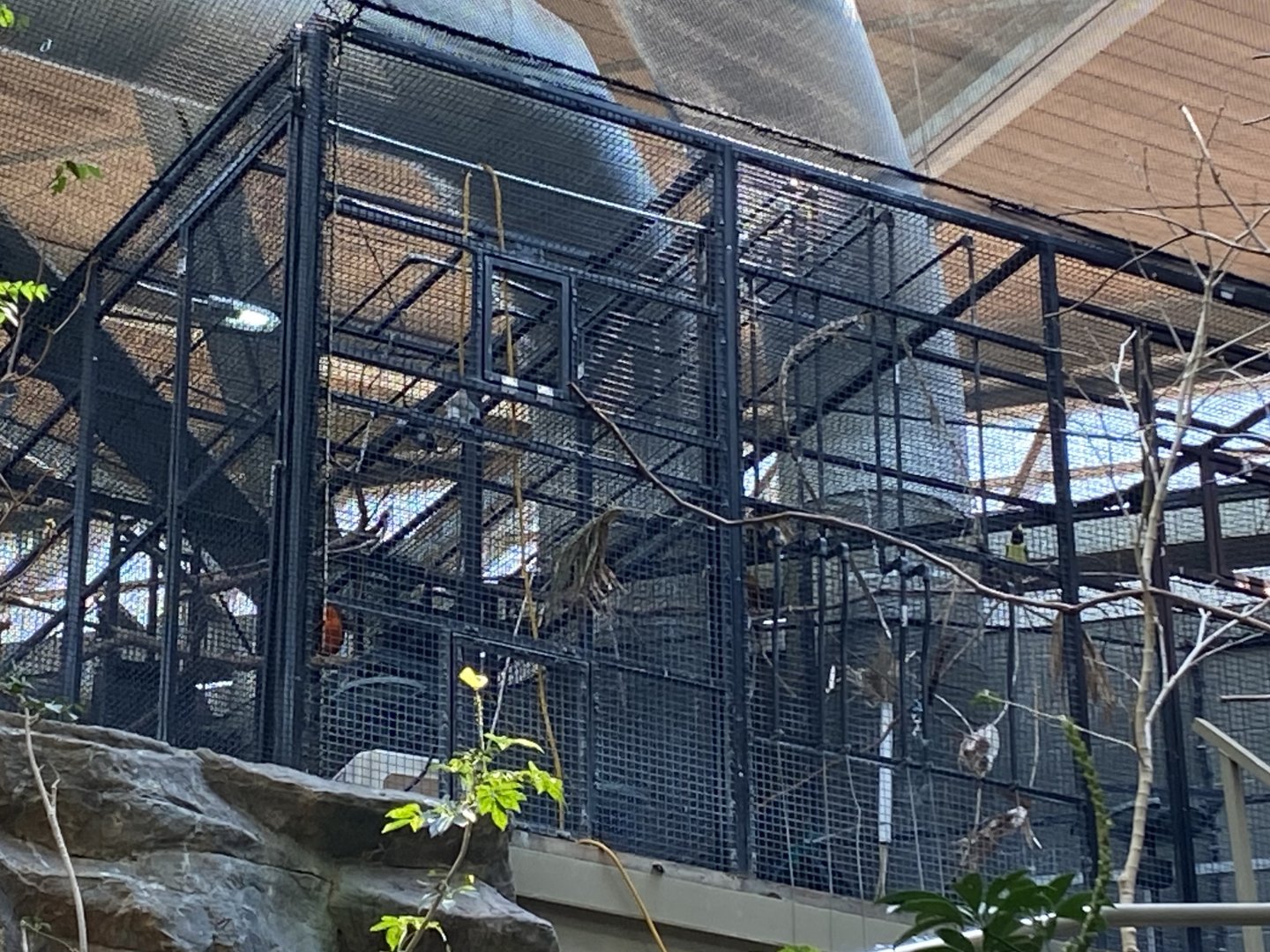 Holding Aviary with Andean Cock-of-the-Rock