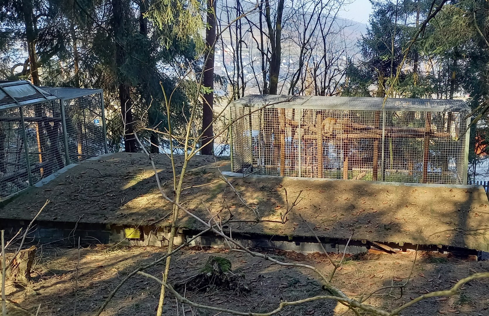 Holding-cages Barbary monkey's from above