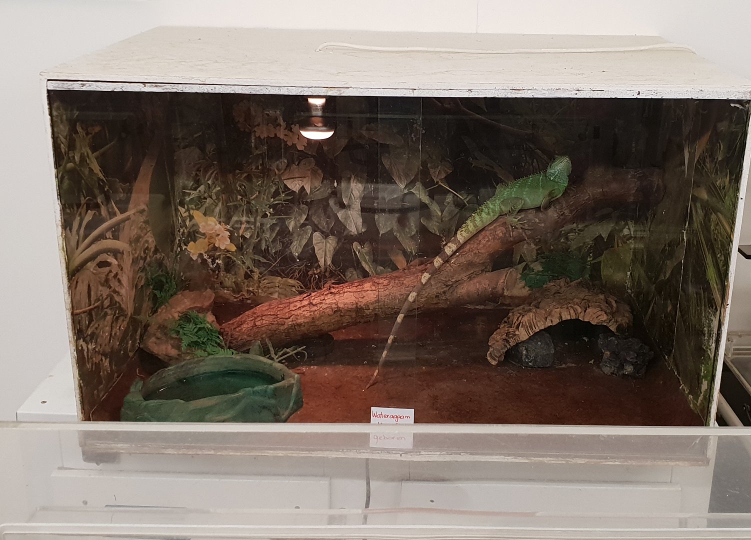 Holding-enclosure Green water-dragon