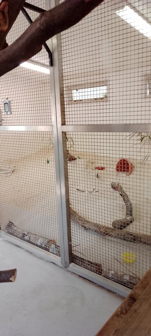 Holding for young fennec foxes