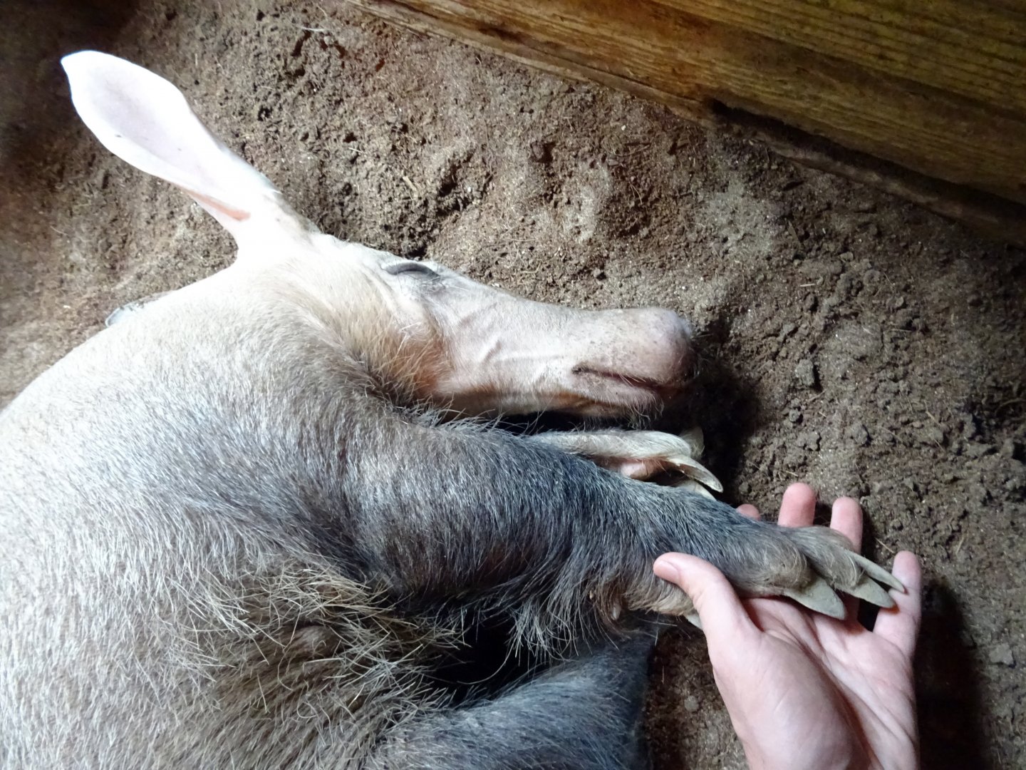 Holding hands with an aardvark