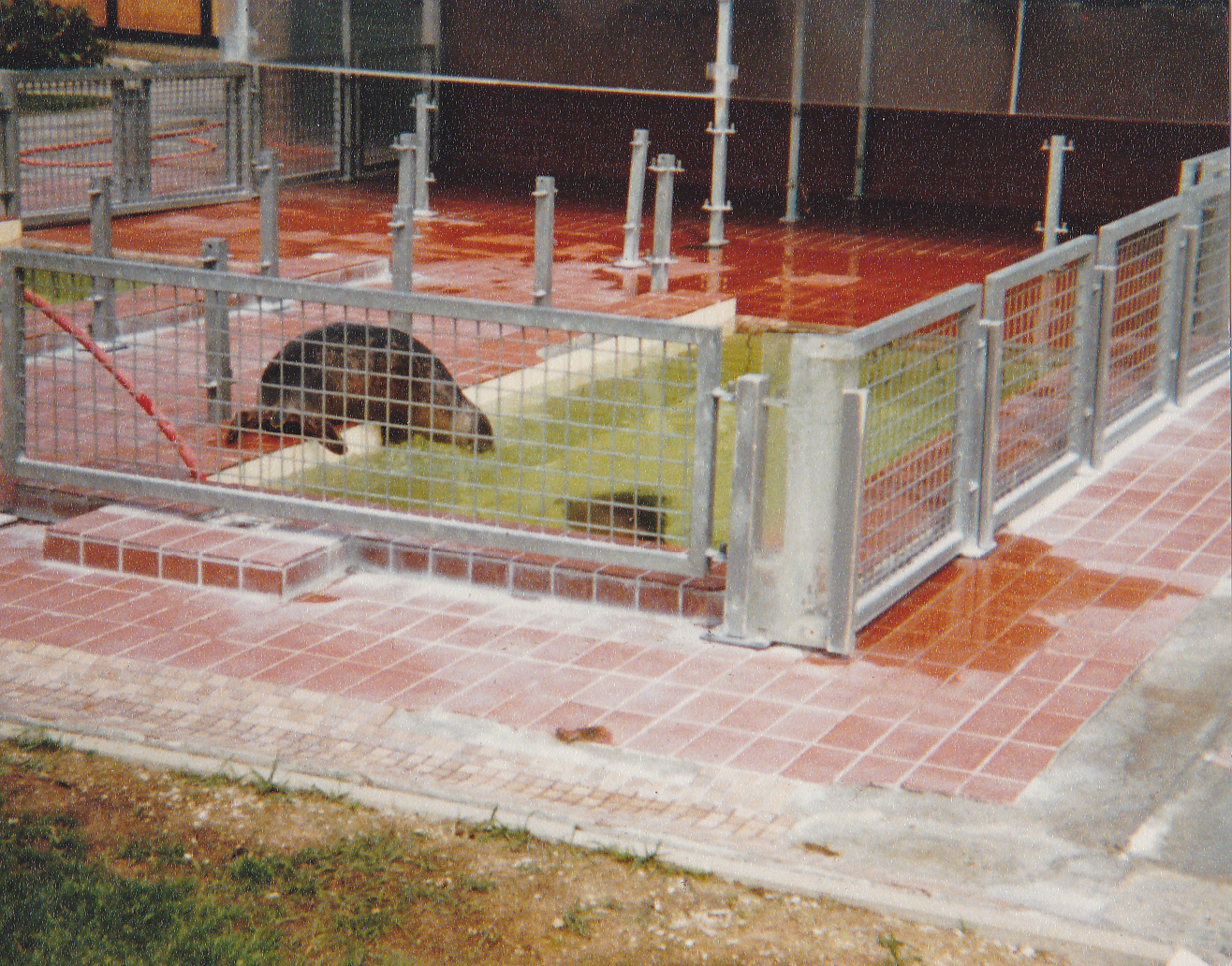 Holding pen Harbour seal