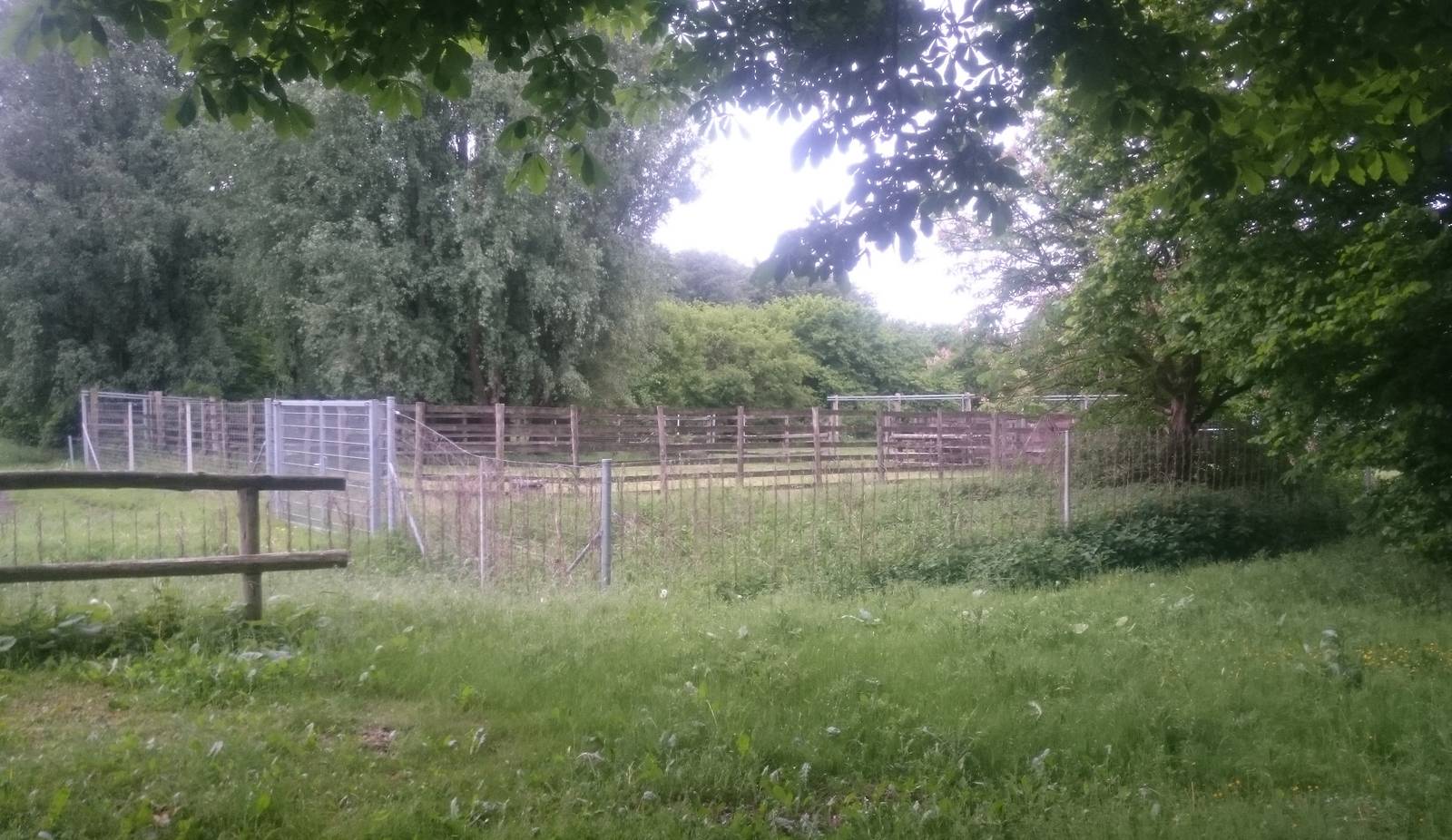 Holding pens Przewalski horse - wisent enclosure