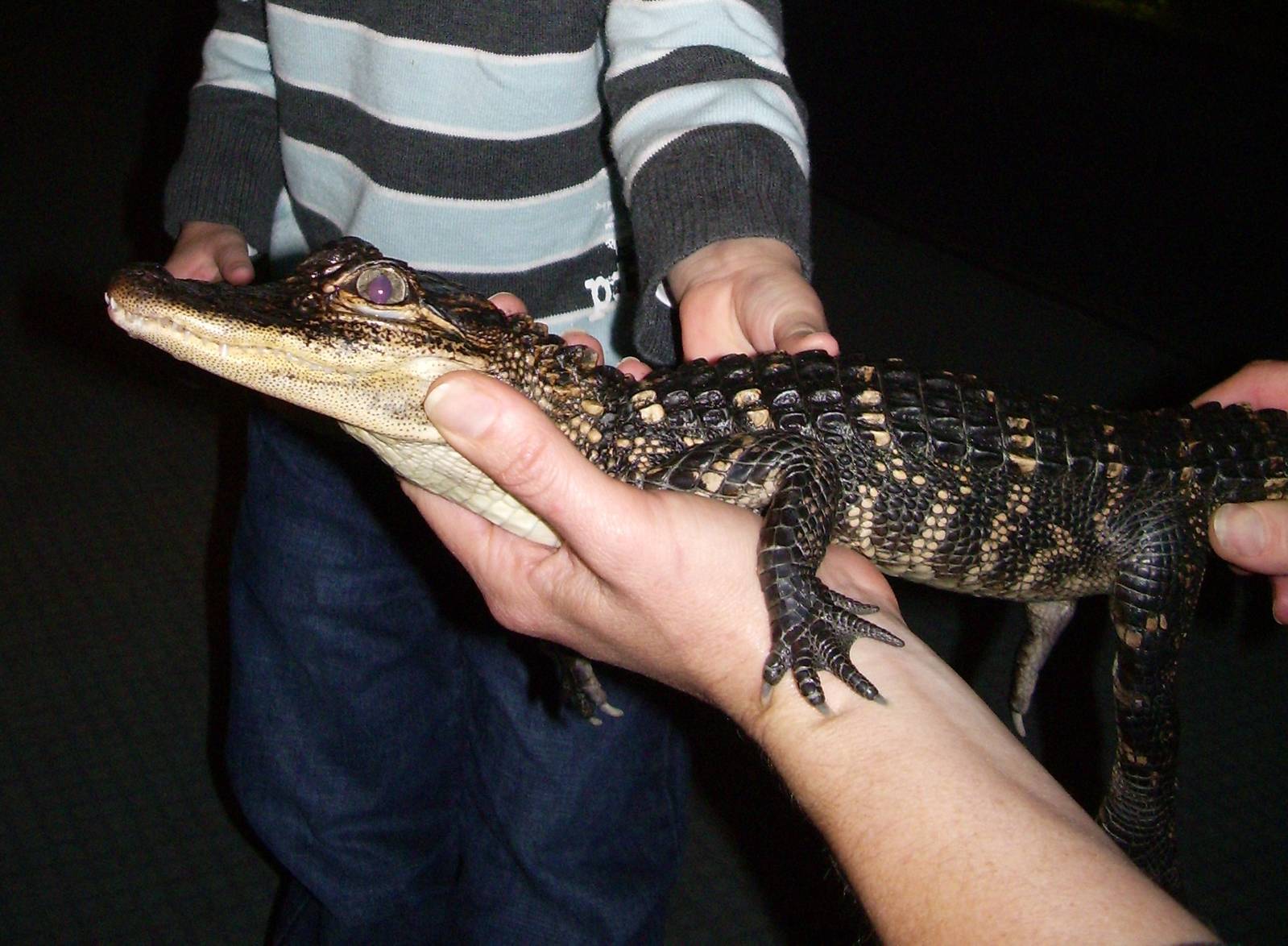 Holding young Alligator - 28/5/09