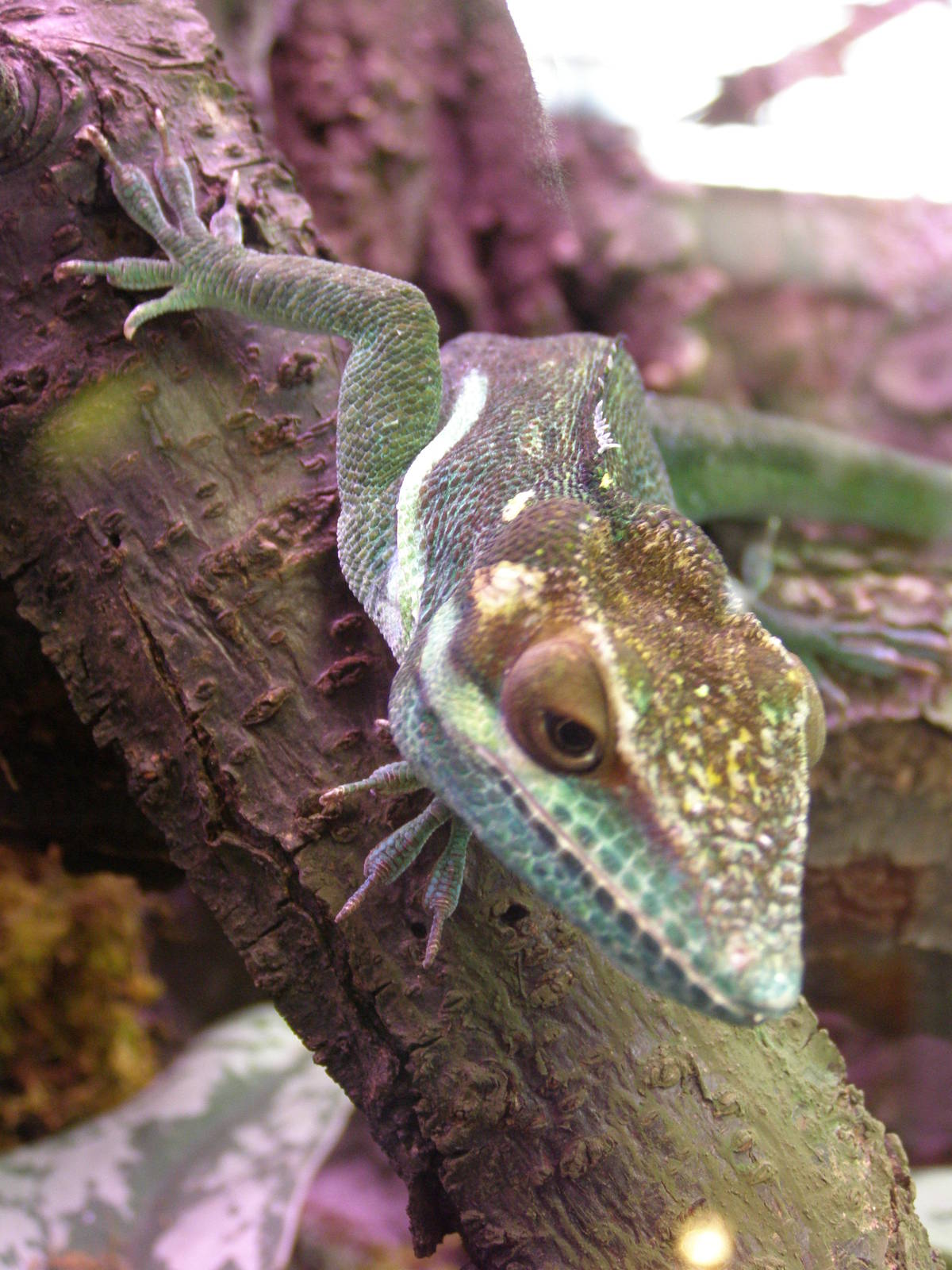 Holguin anole (Anolis noblei)