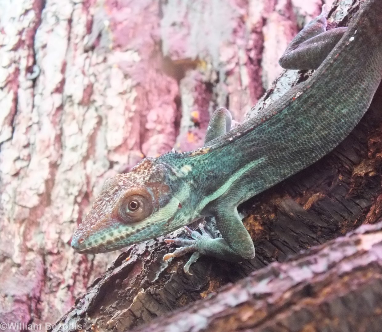 Holguin Anole - Wroclaw Zoo Terrarium