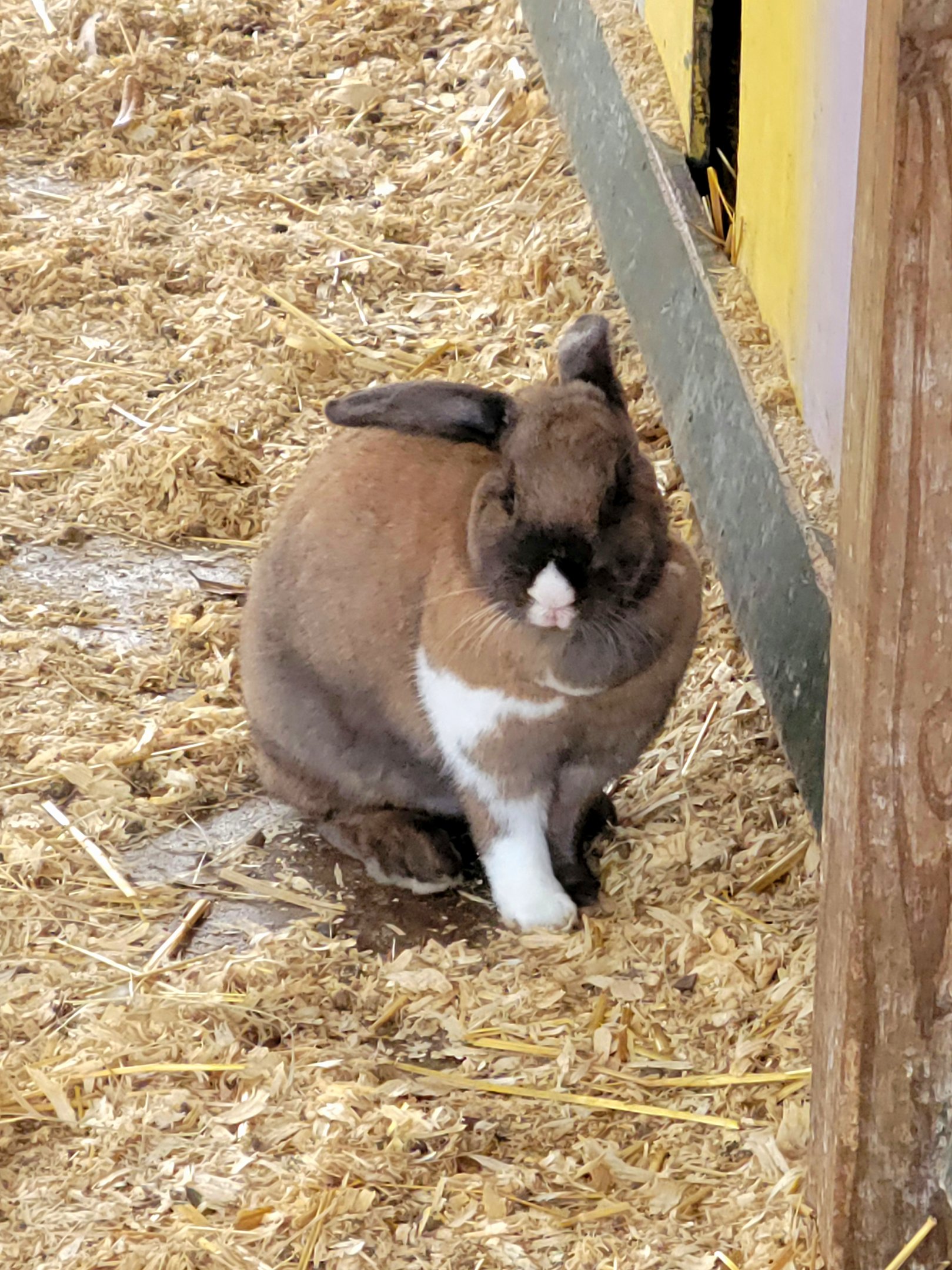 Holland Lop Eared Rabbit - Bee City Zoo - March 2025