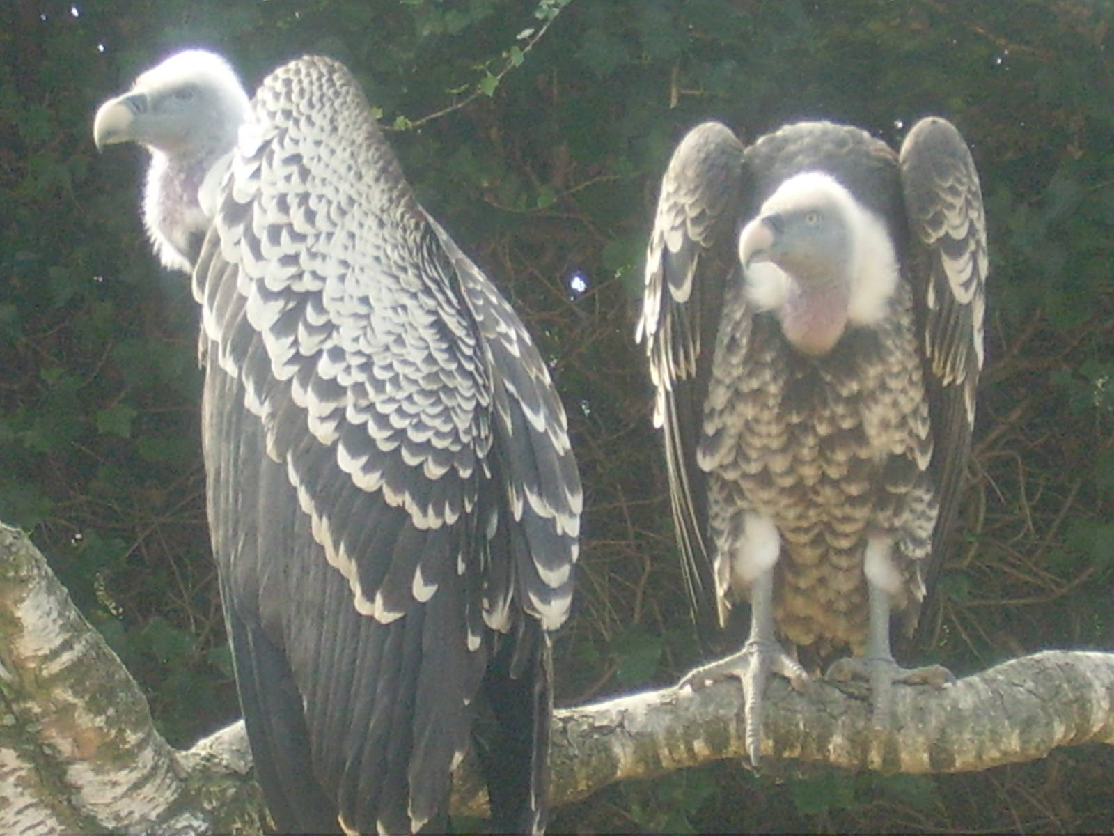 Holland trip March 07 228