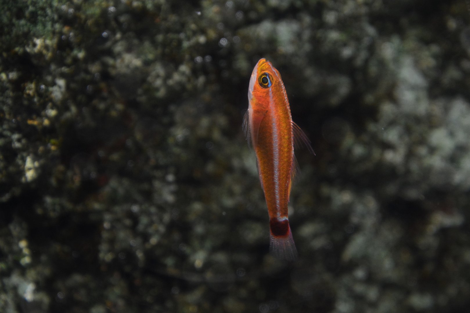 Holleman's pygmygoby (Trimma hollemani)