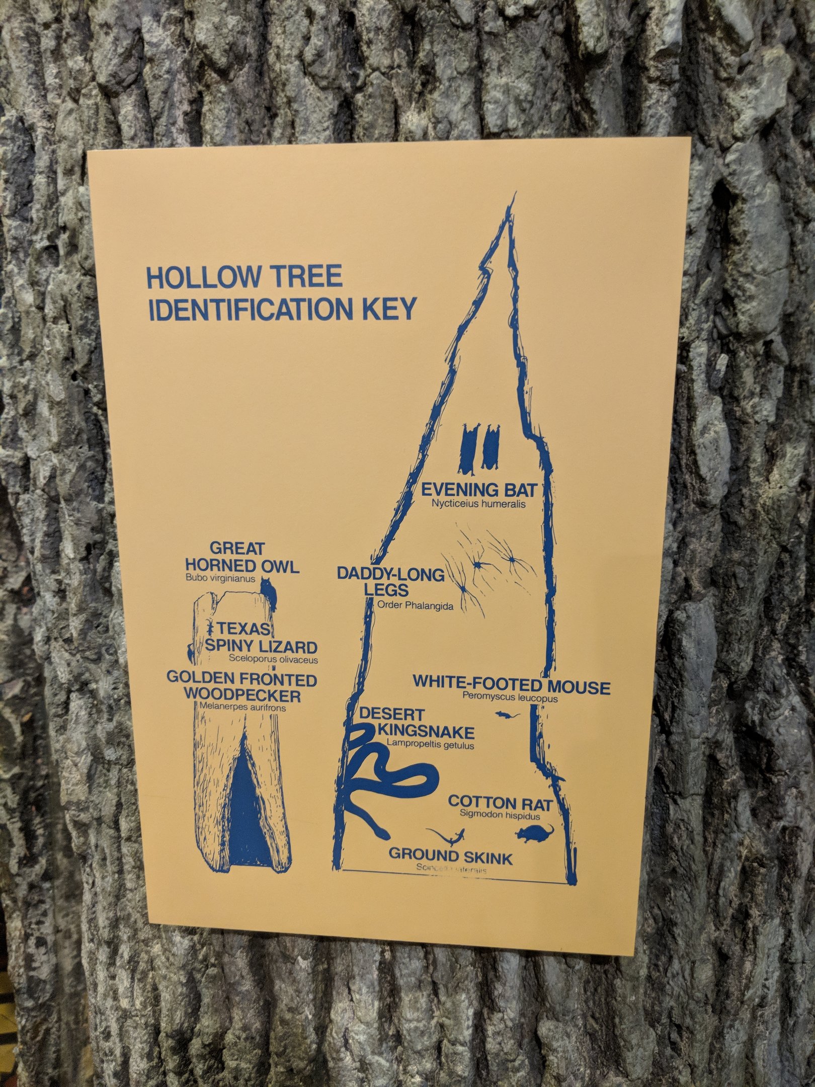 Hollow Tree Identification Key