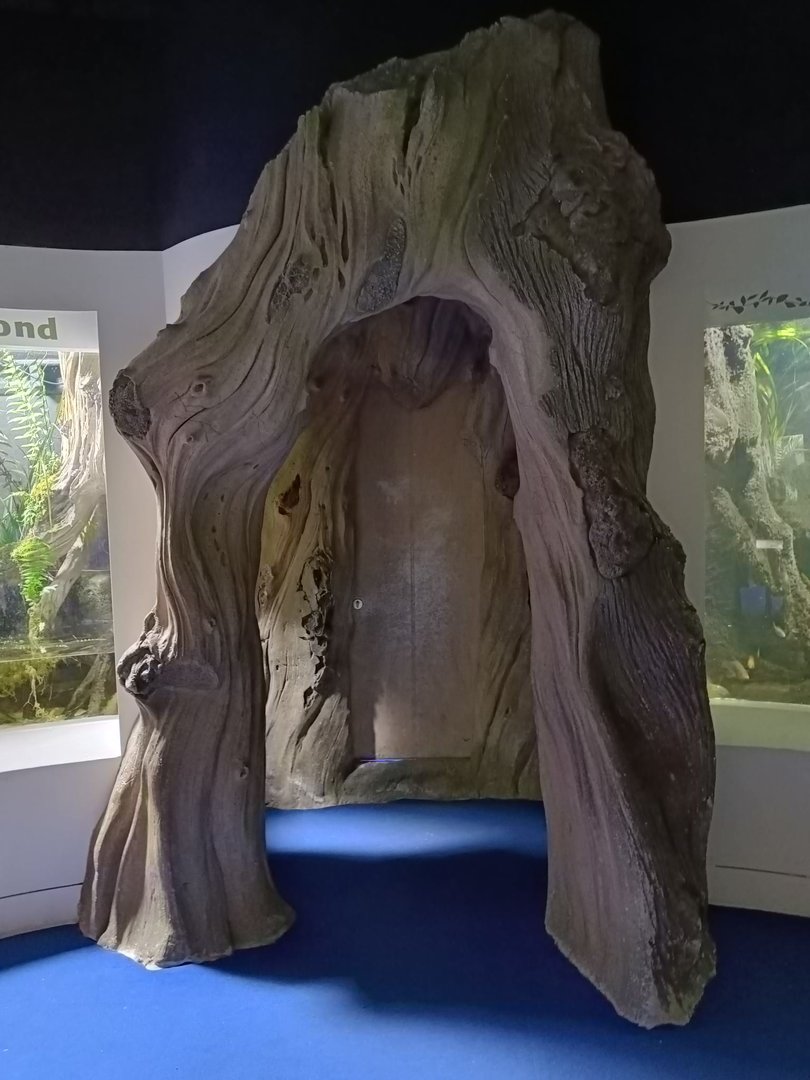 Hollow Tree-themed Viewing area in British Ponds